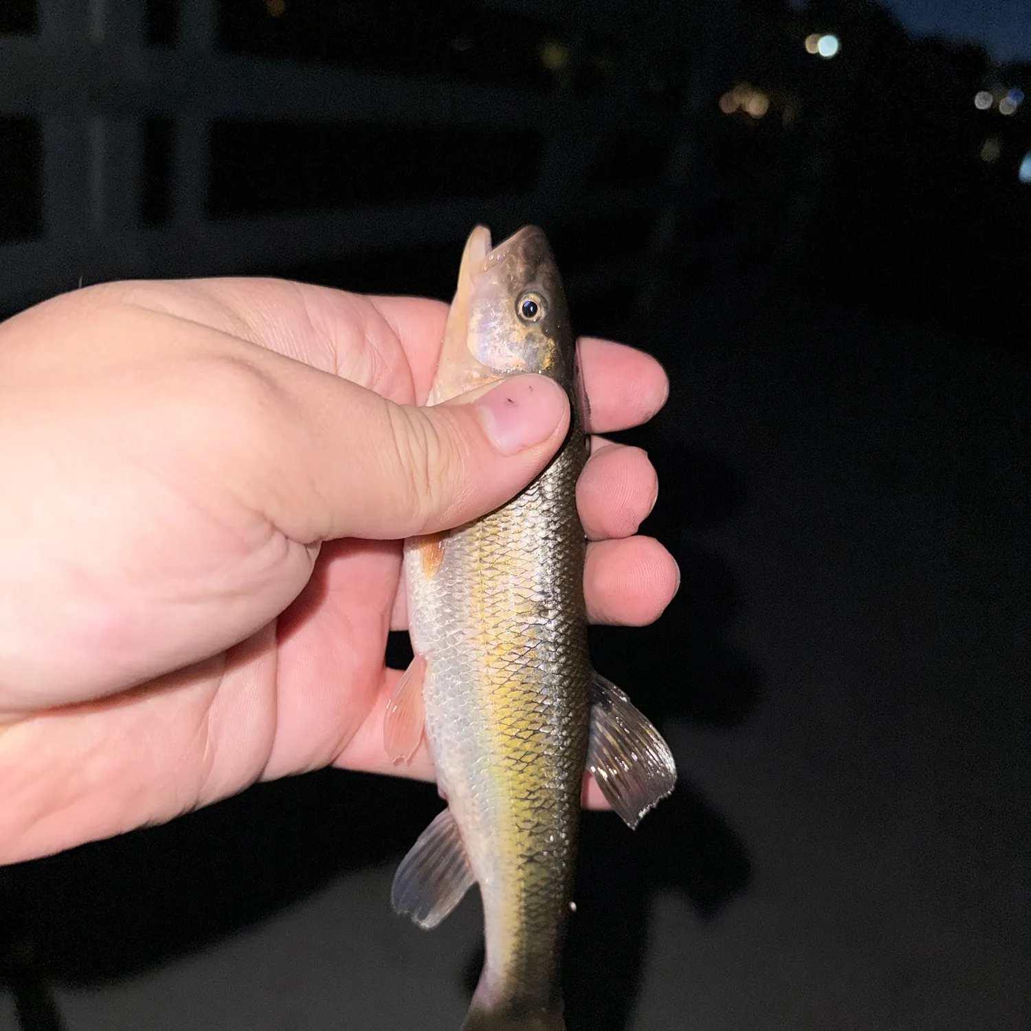 Creek chub caught on Fishbrain