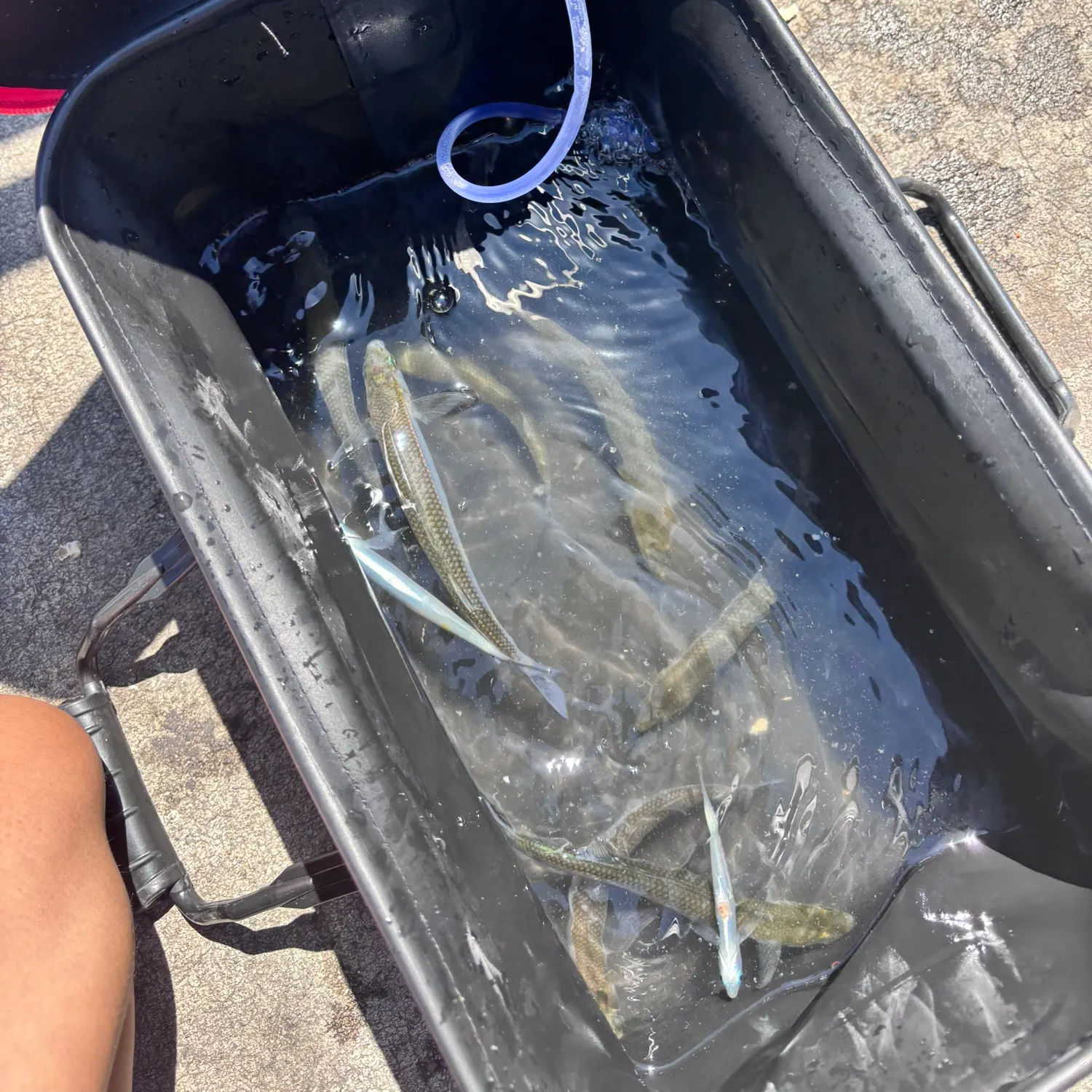 The most recent Surf smelt catches on Fishbrain