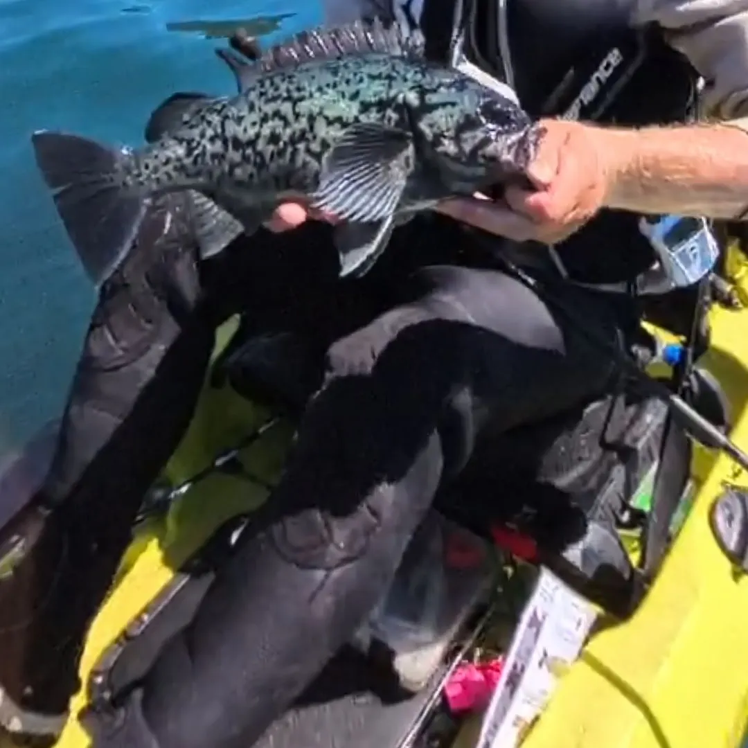 The most recent Blue rockfish catches on Fishbrain
