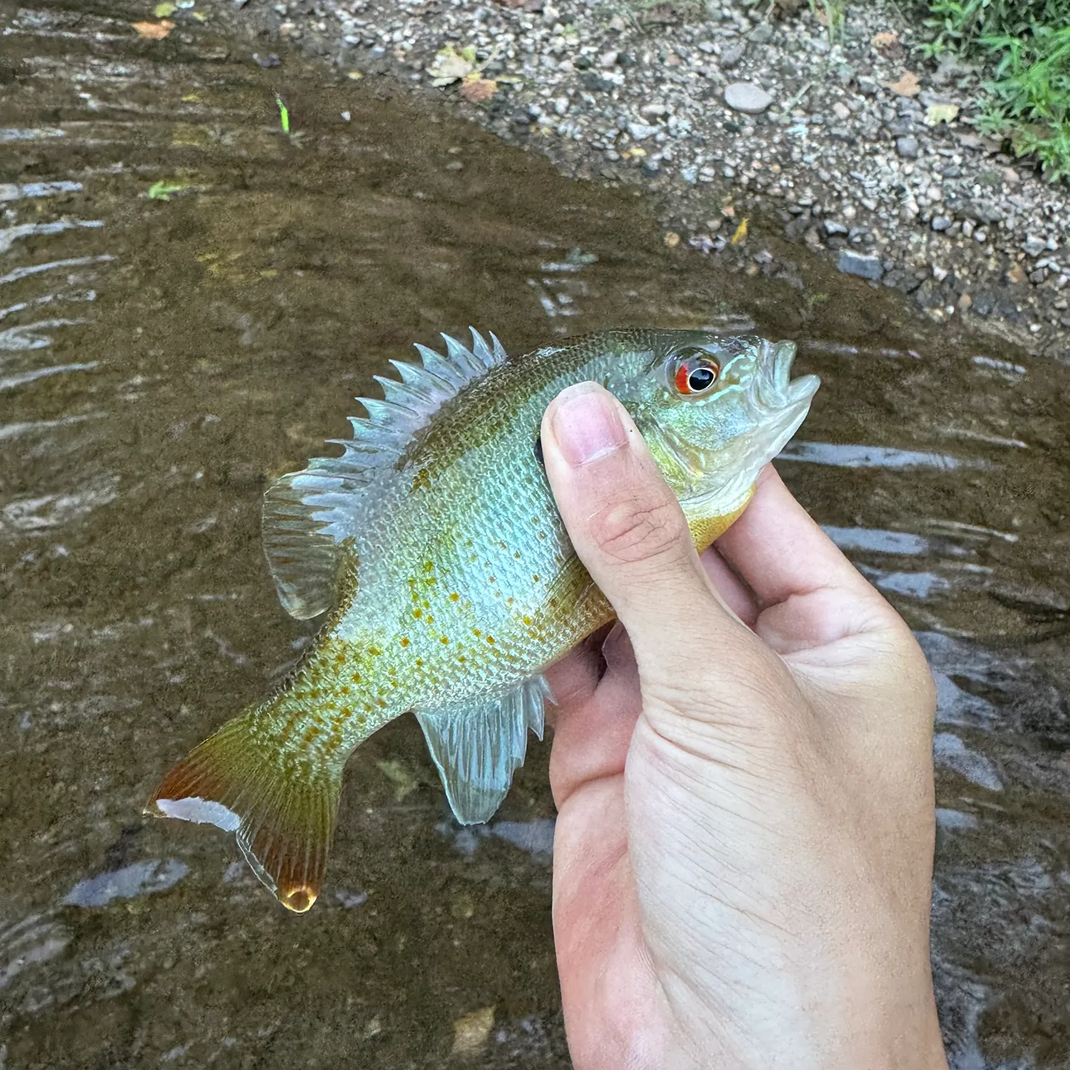Redbreast sunfish caught on Fishbrain