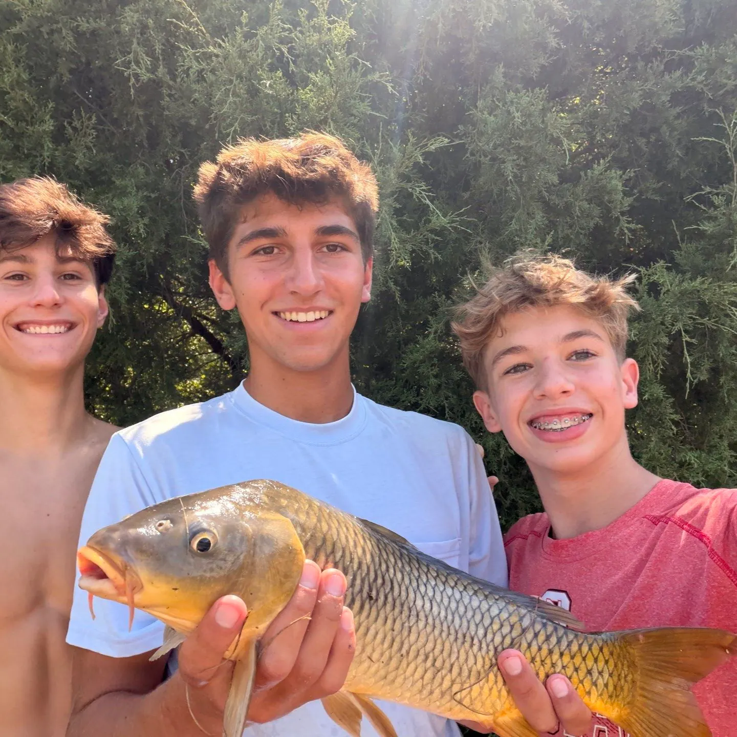 Common carp caught on Fishbrain