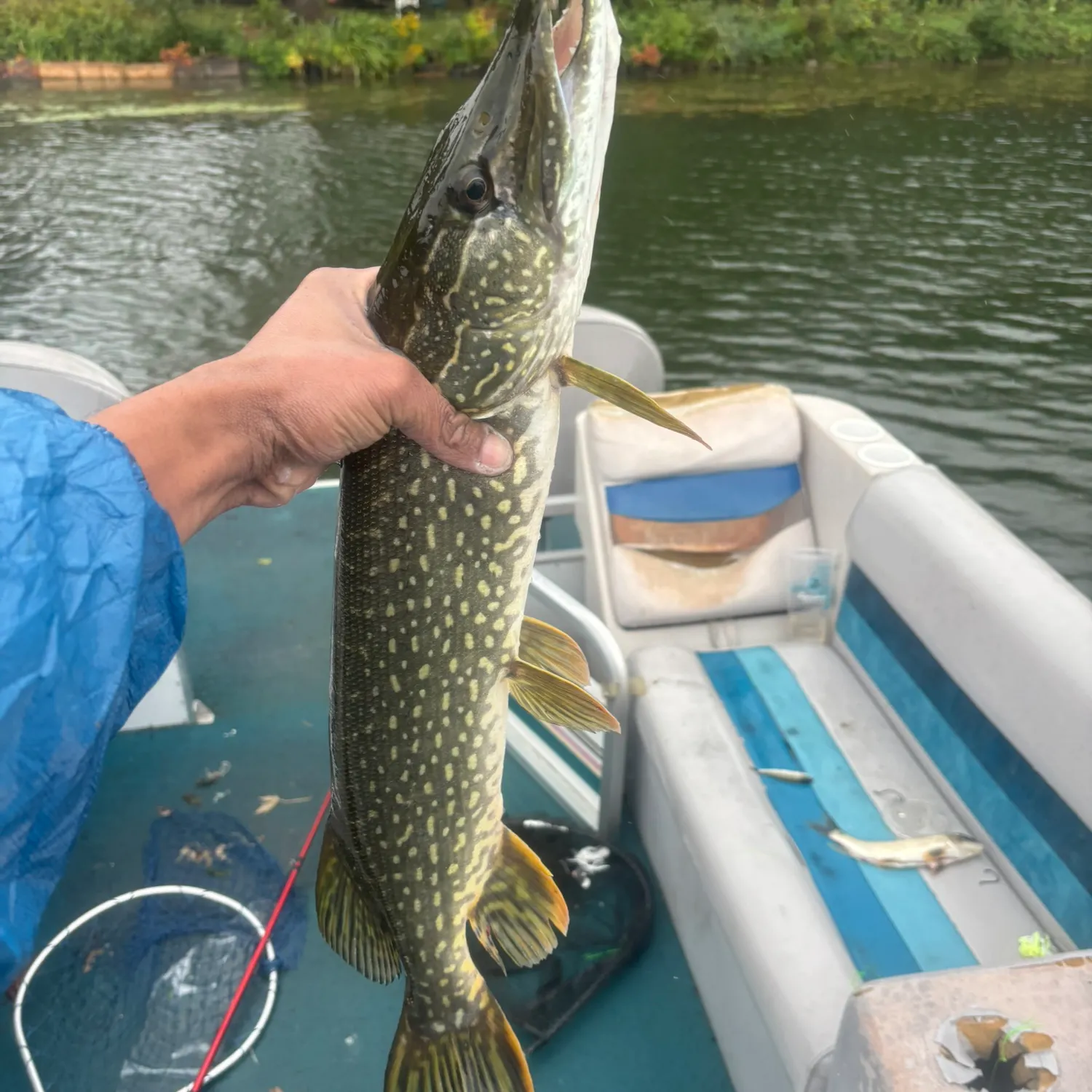 Northern pike caught on Fishbrain