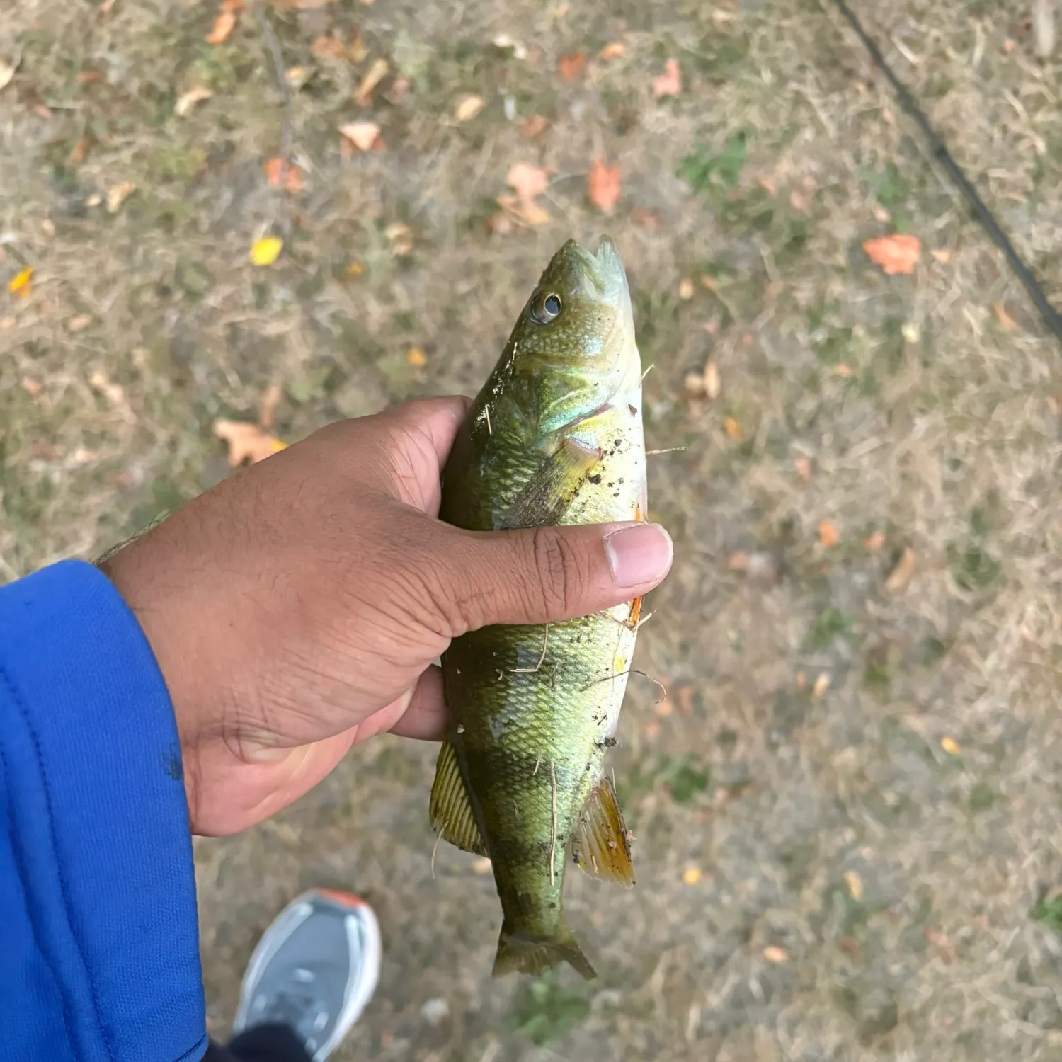 Yellow perch caught on Fishbrain