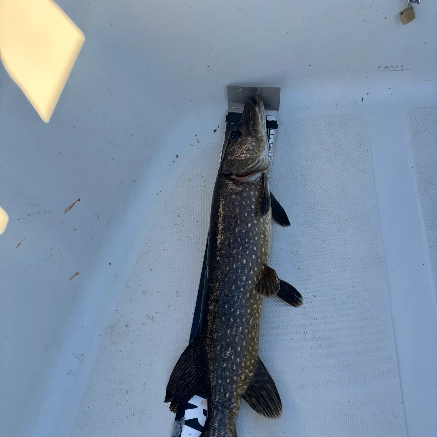 Northern pike caught on Fishbrain