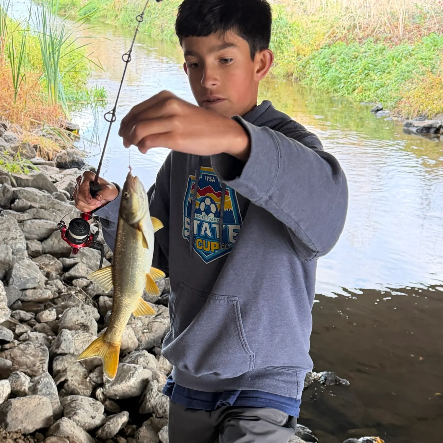 Northern pikeminnow caught on Fishbrain