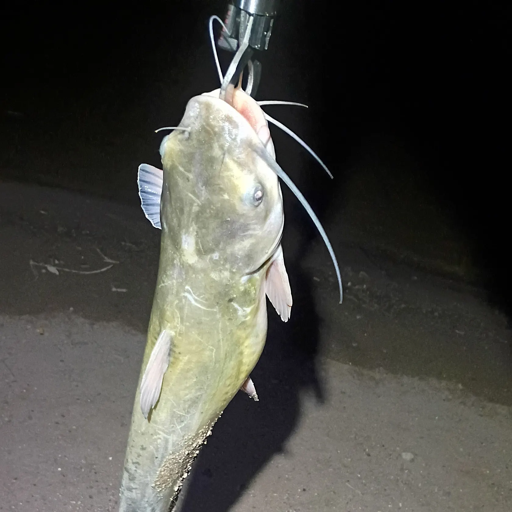 Channel catfish caught on Fishbrain