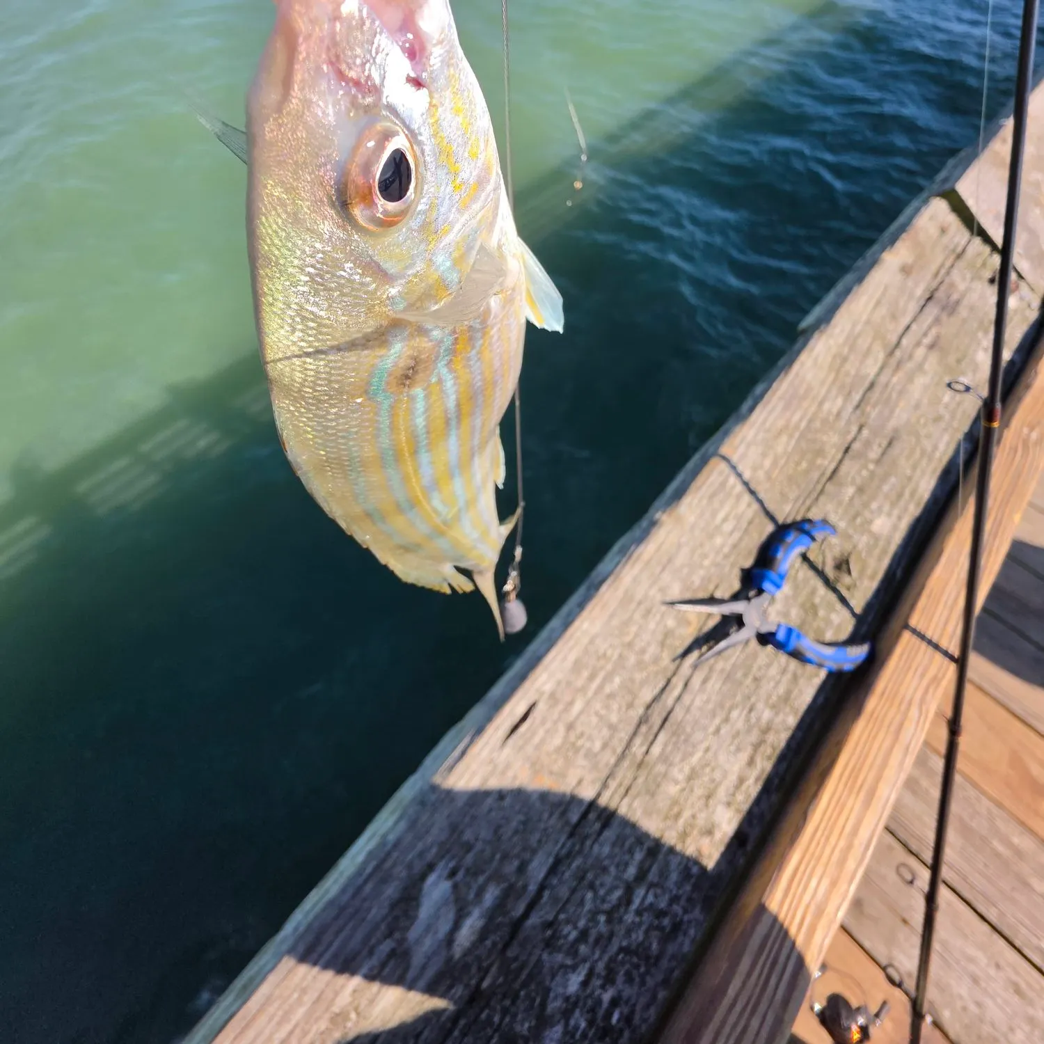 Pinfish caught on Fishbrain