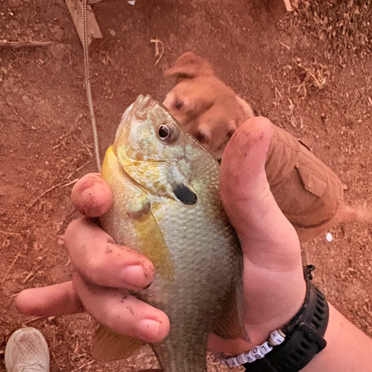 The most recent Redbreast sunfish catches on Fishbrain