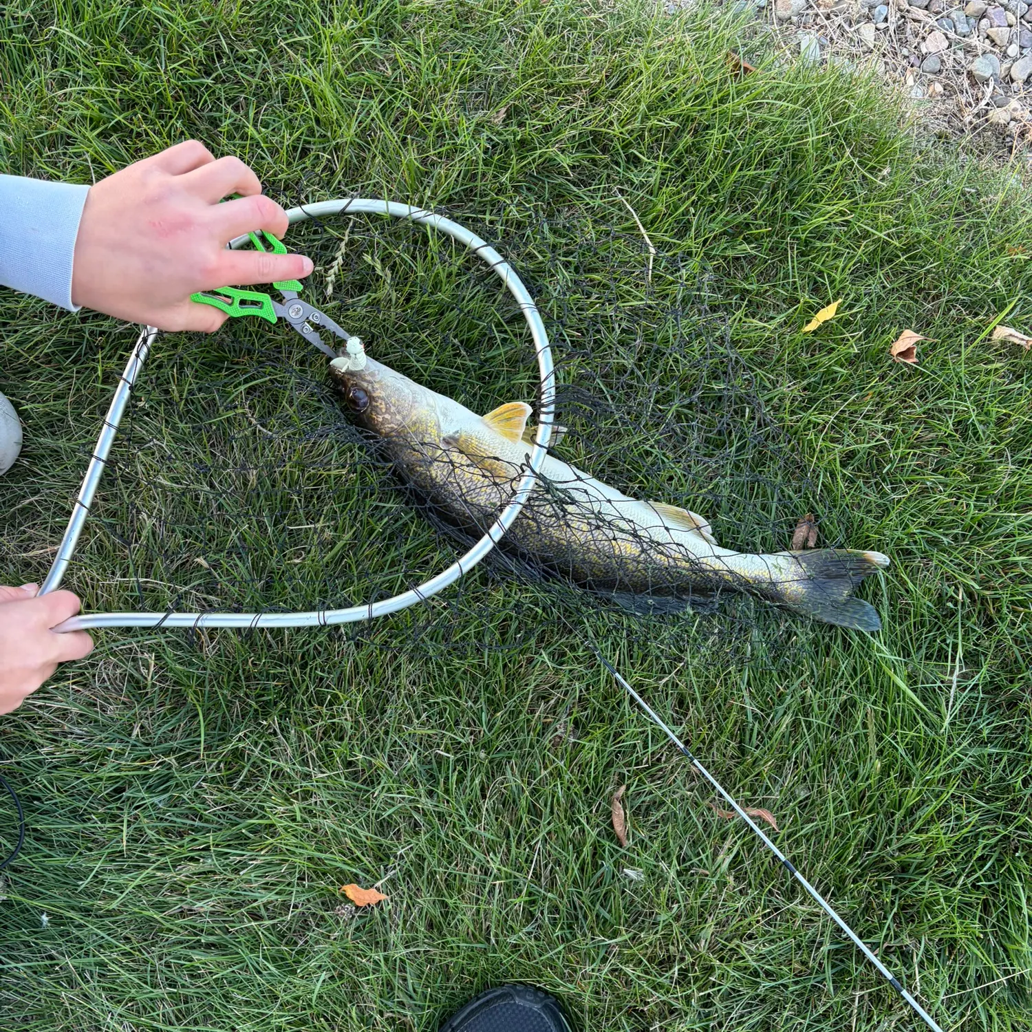 Walleye caught on Fishbrain