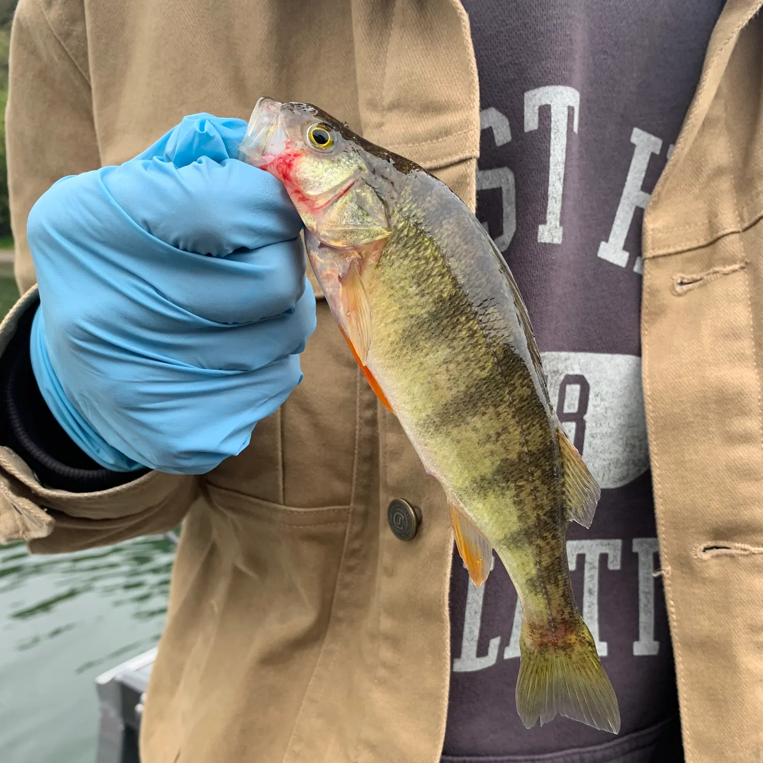 Yellow perch caught on Fishbrain
