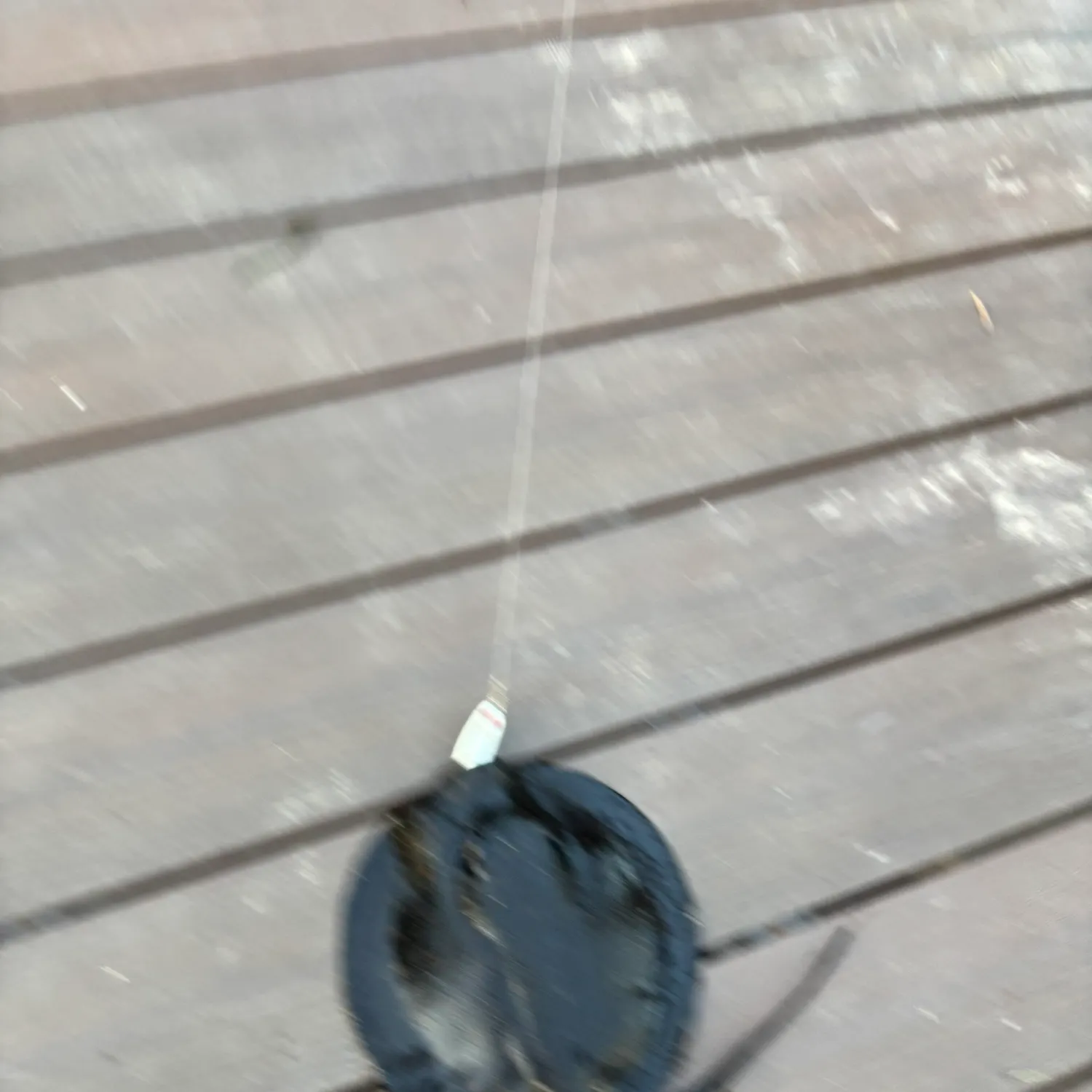 The most recent Common stingray catches on Fishbrain