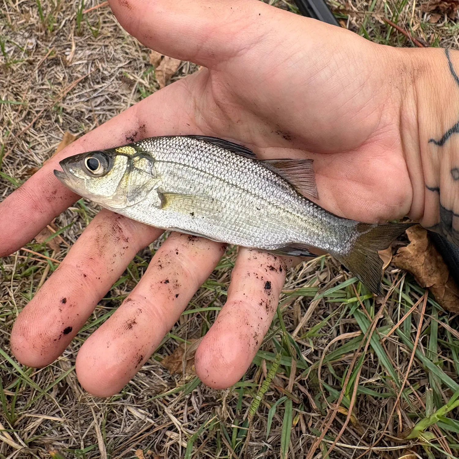 White perch caught on Fishbrain