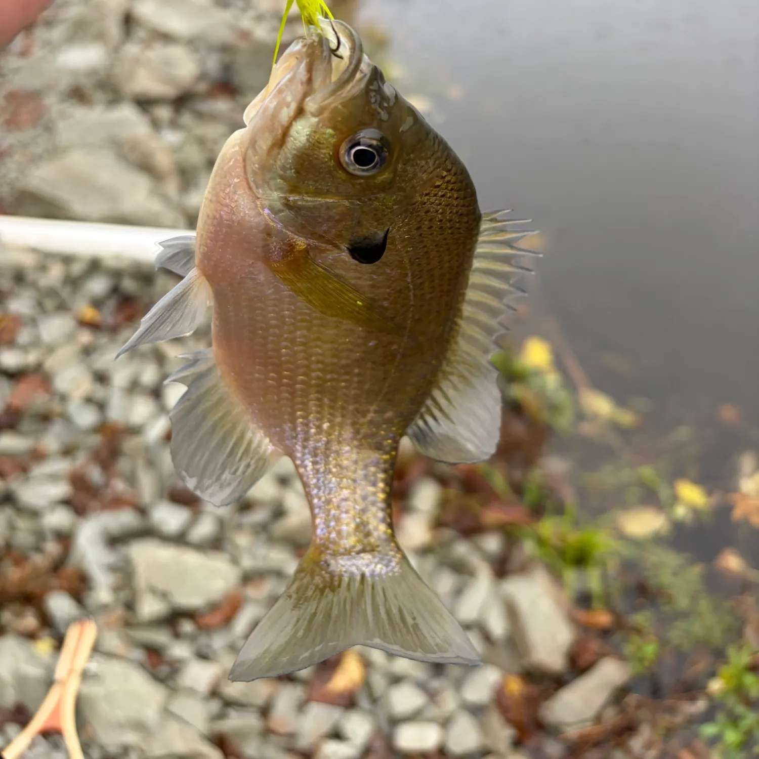 Bluegill caught on Fishbrain