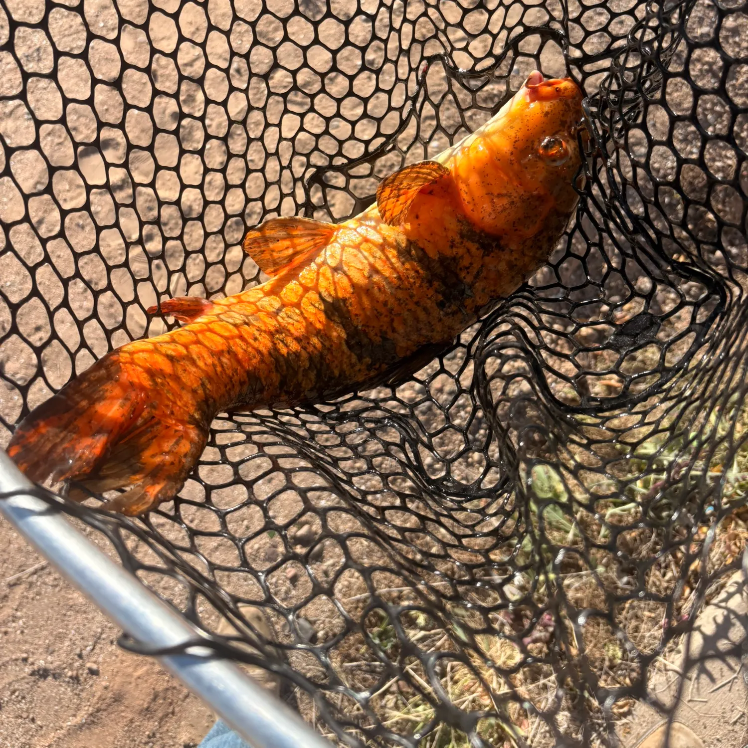 The most recent Koi carp catches on Fishbrain