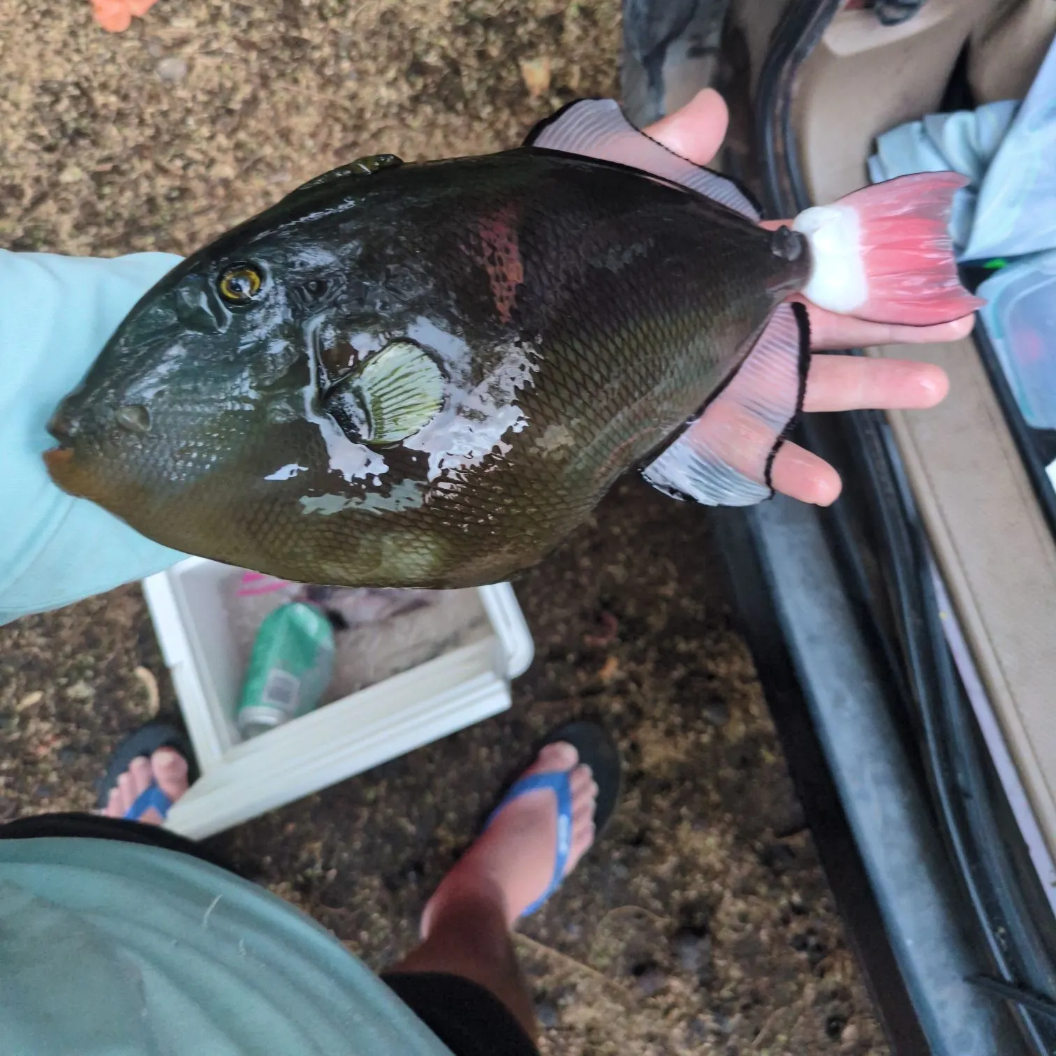 The most recent Pinktail triggerfish catches on Fishbrain
