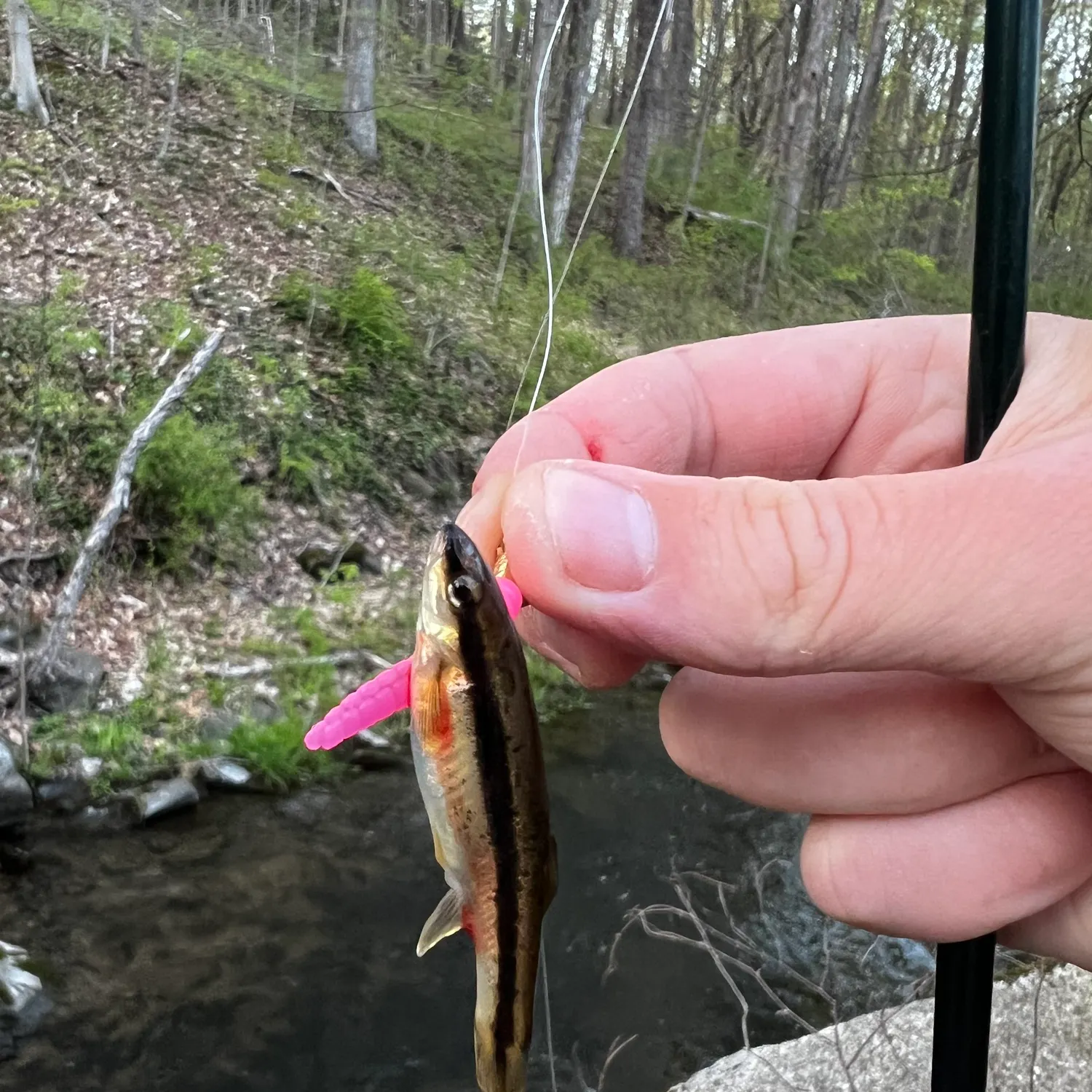 The most recent Eastern blacknose dace catches on Fishbrain