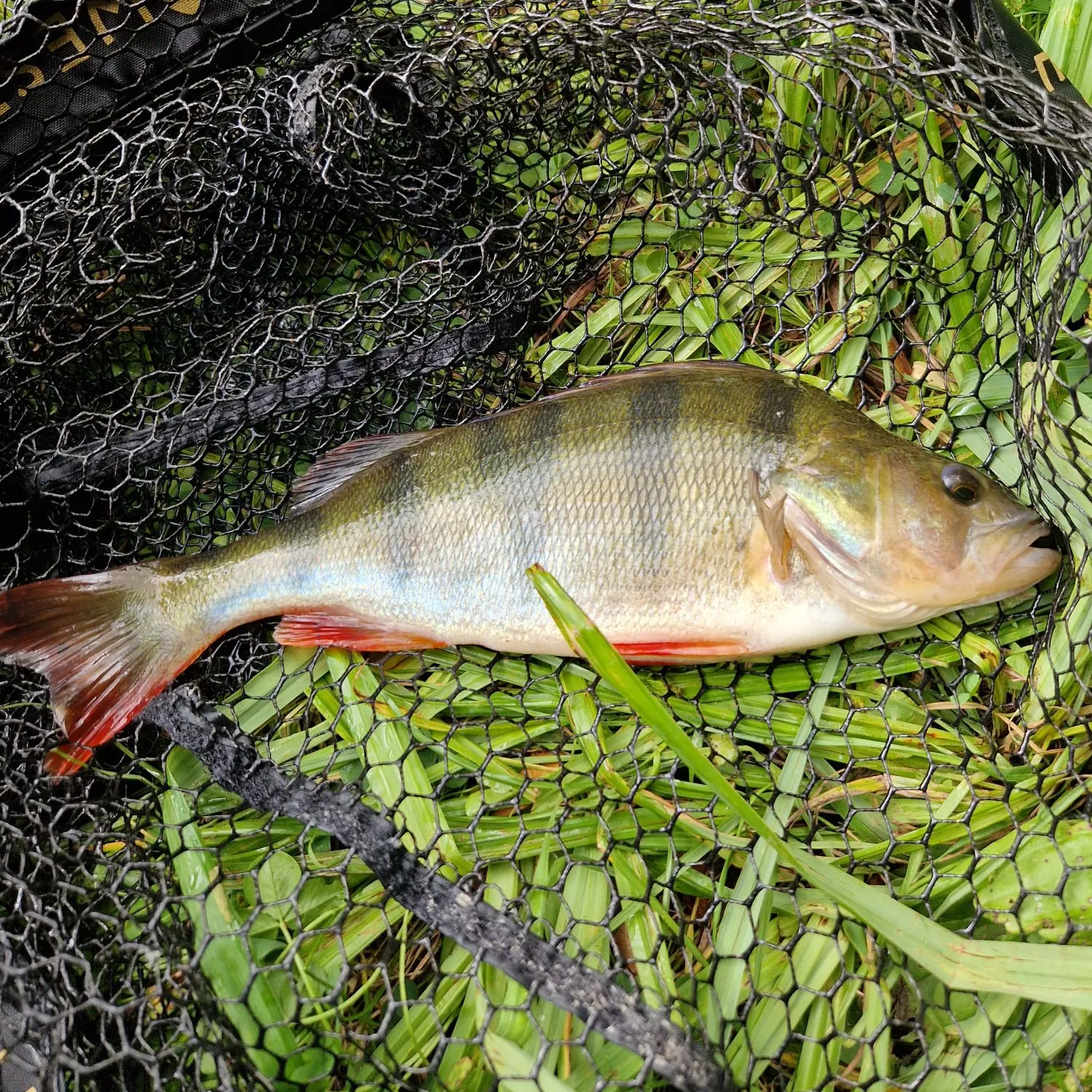 European perch caught on Fishbrain