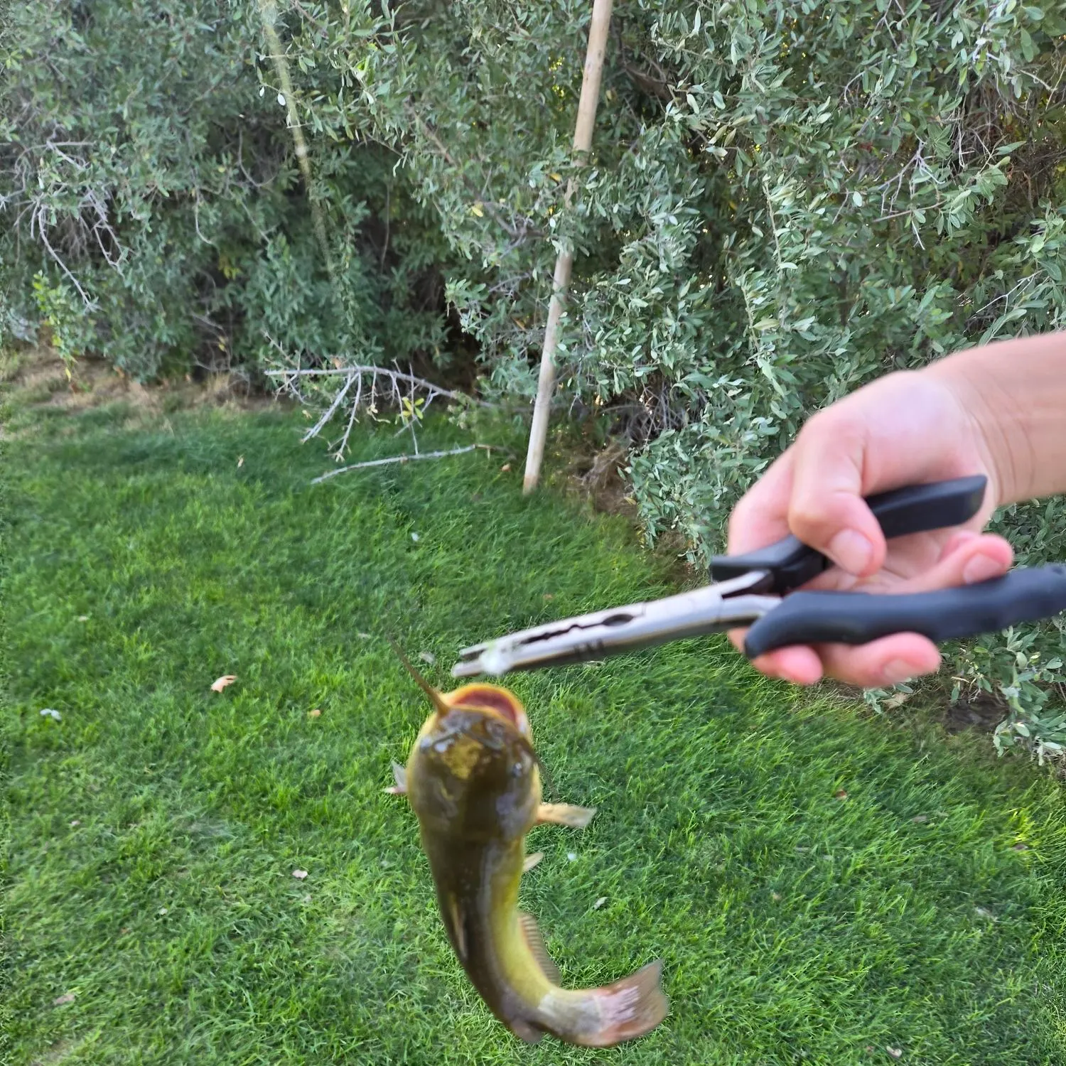 catch