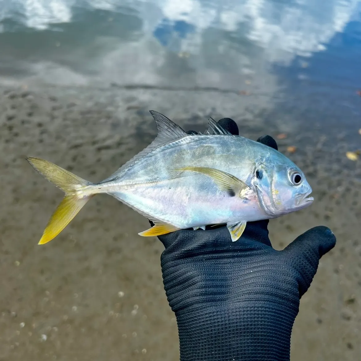 The most recent Horse-eye jack catches on Fishbrain