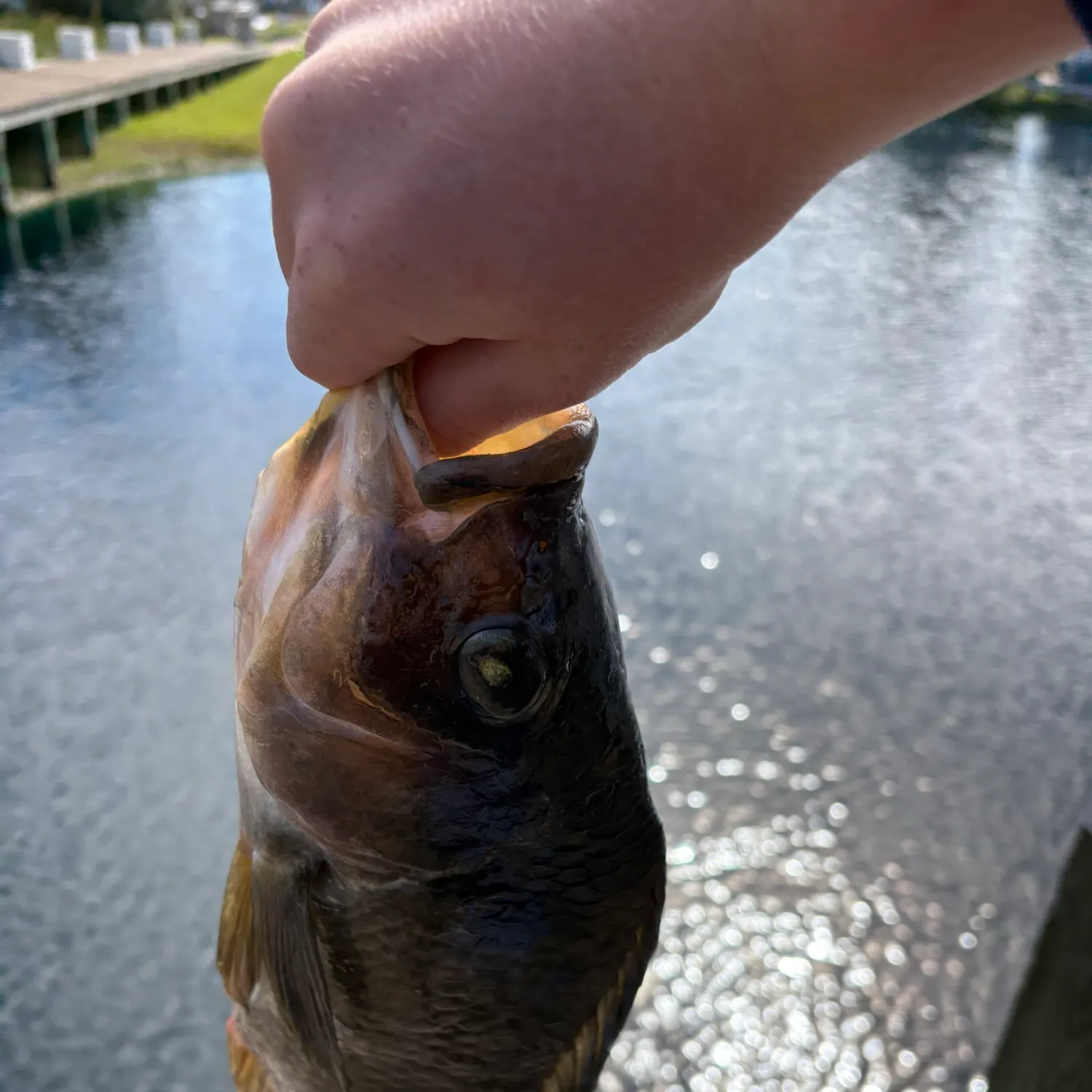 Blue tilapia caught on Fishbrain