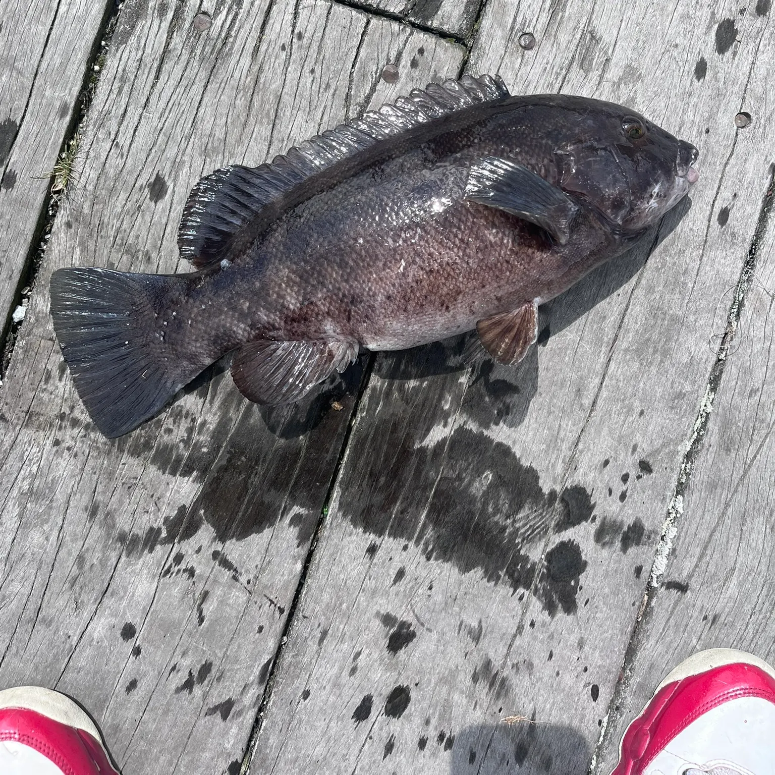 The most recent Tautog catches on Fishbrain