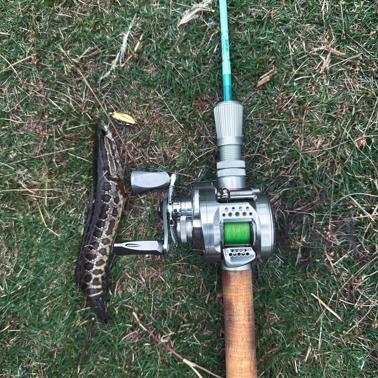 Northern snakehead caught on Fishbrain