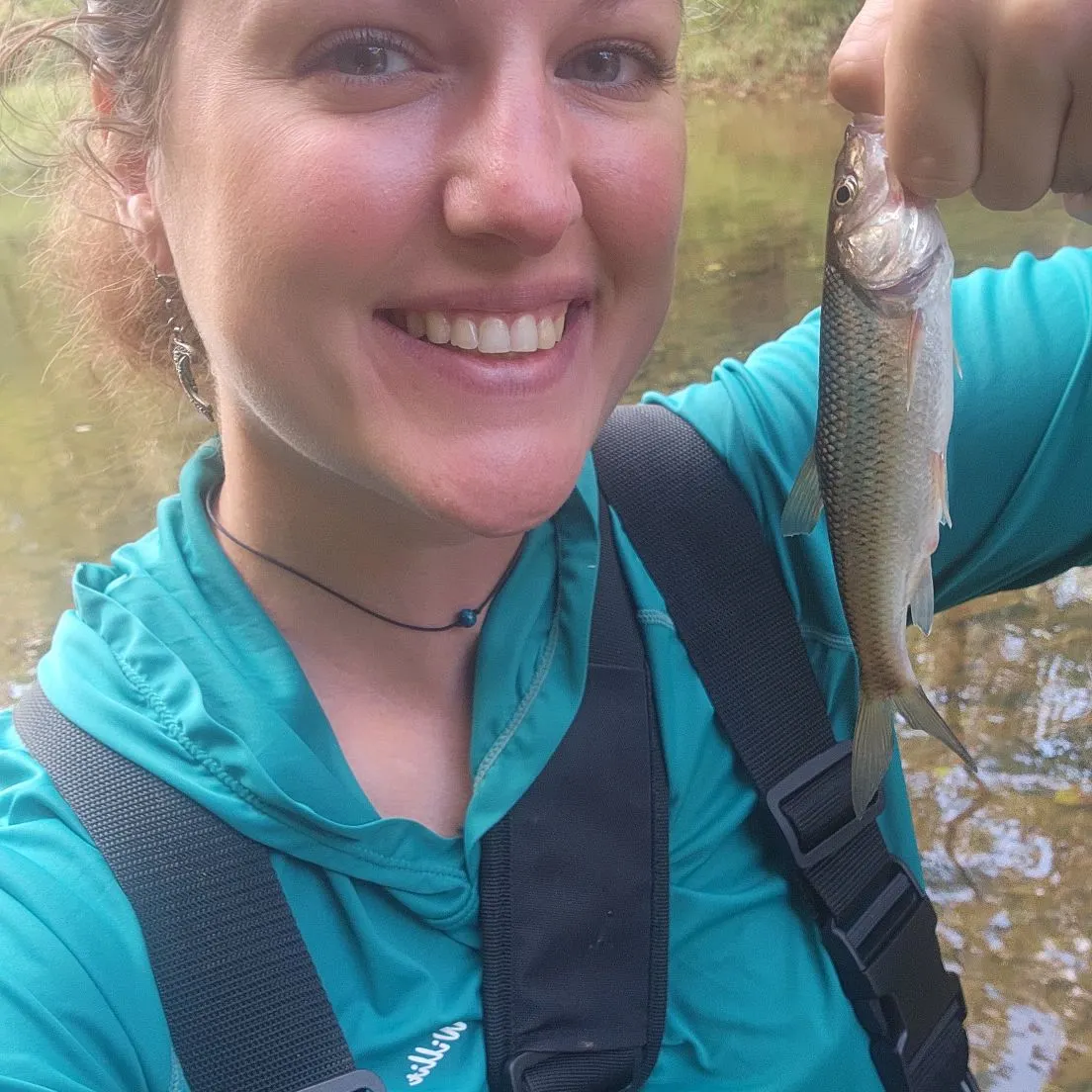 Fallfish caught on Fishbrain