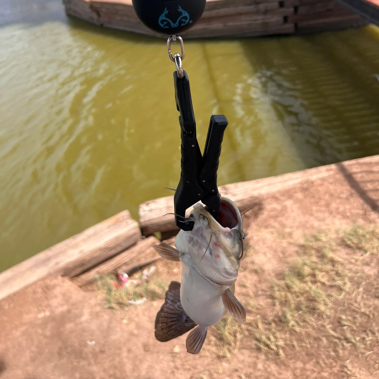 Fish caught on Fishbrain