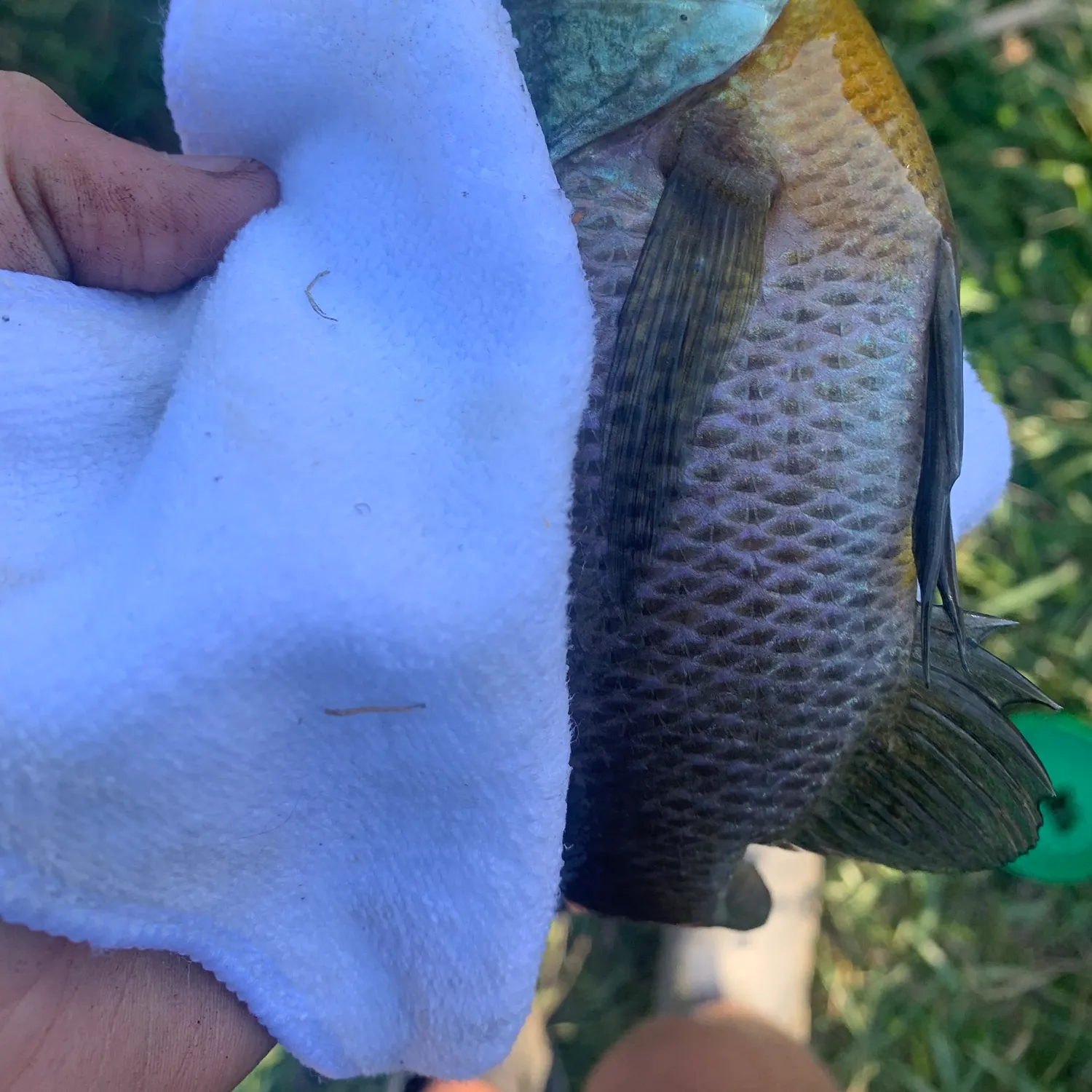 Bluegill caught on Fishbrain