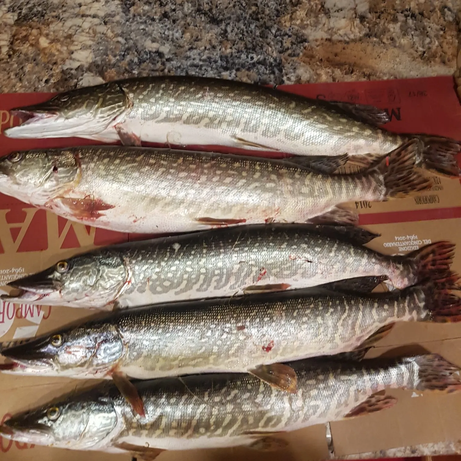 recently logged catches