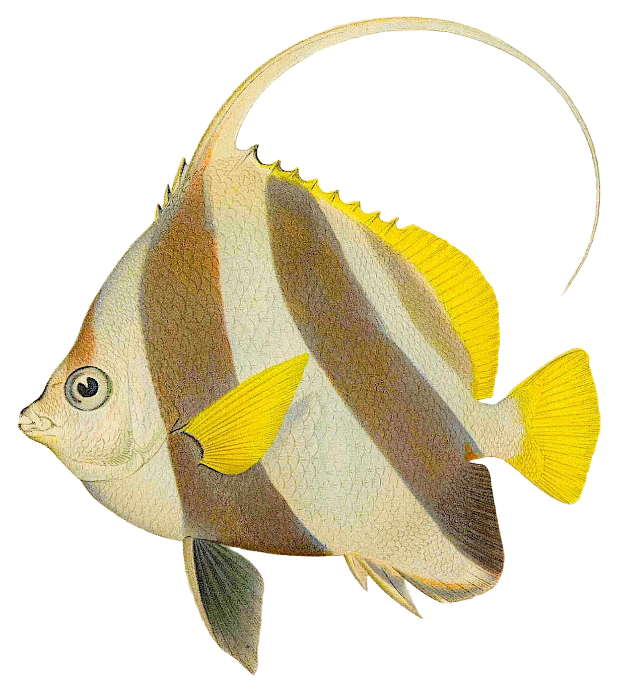 Longfin bannerfish