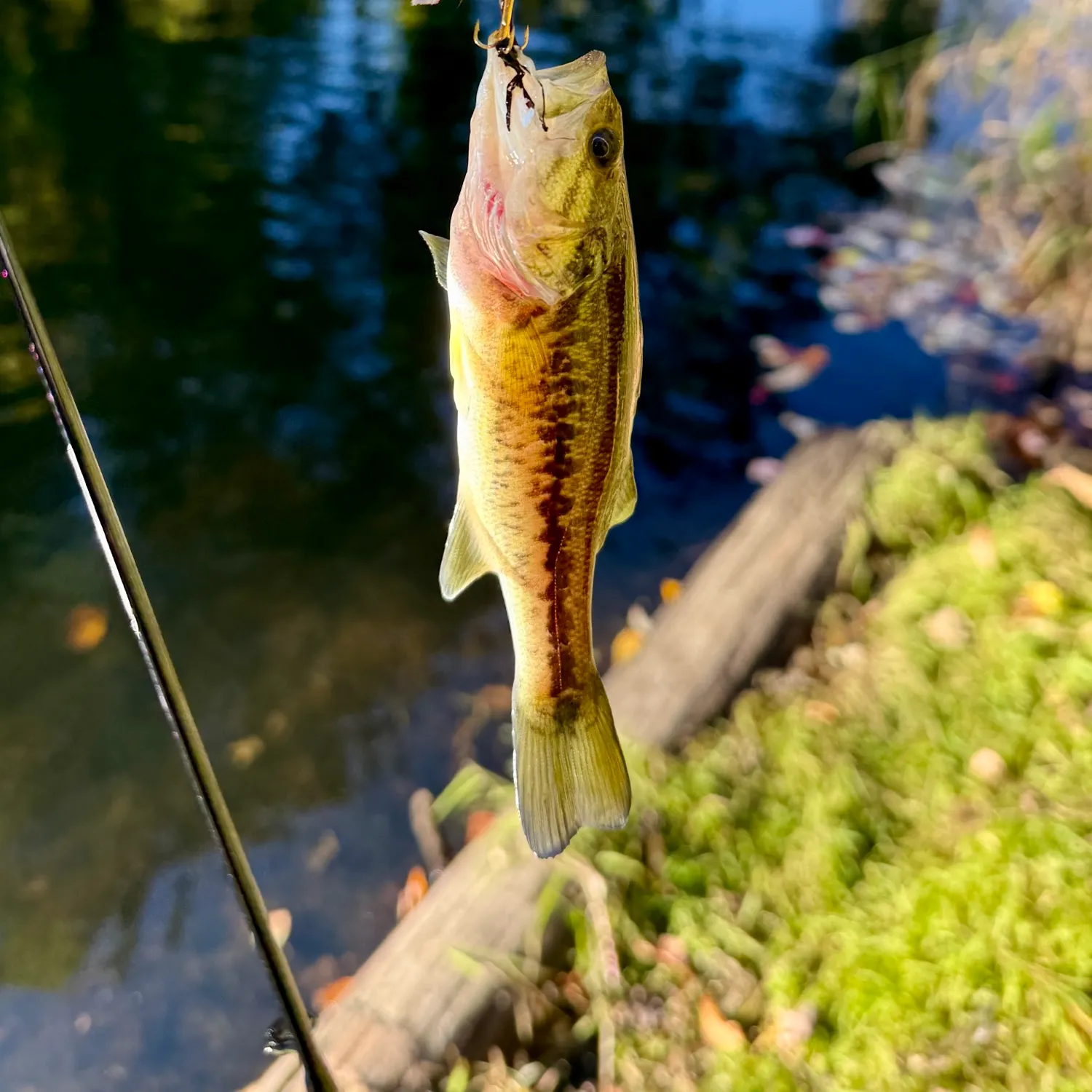 Largemouth bass caught on Fishbrain