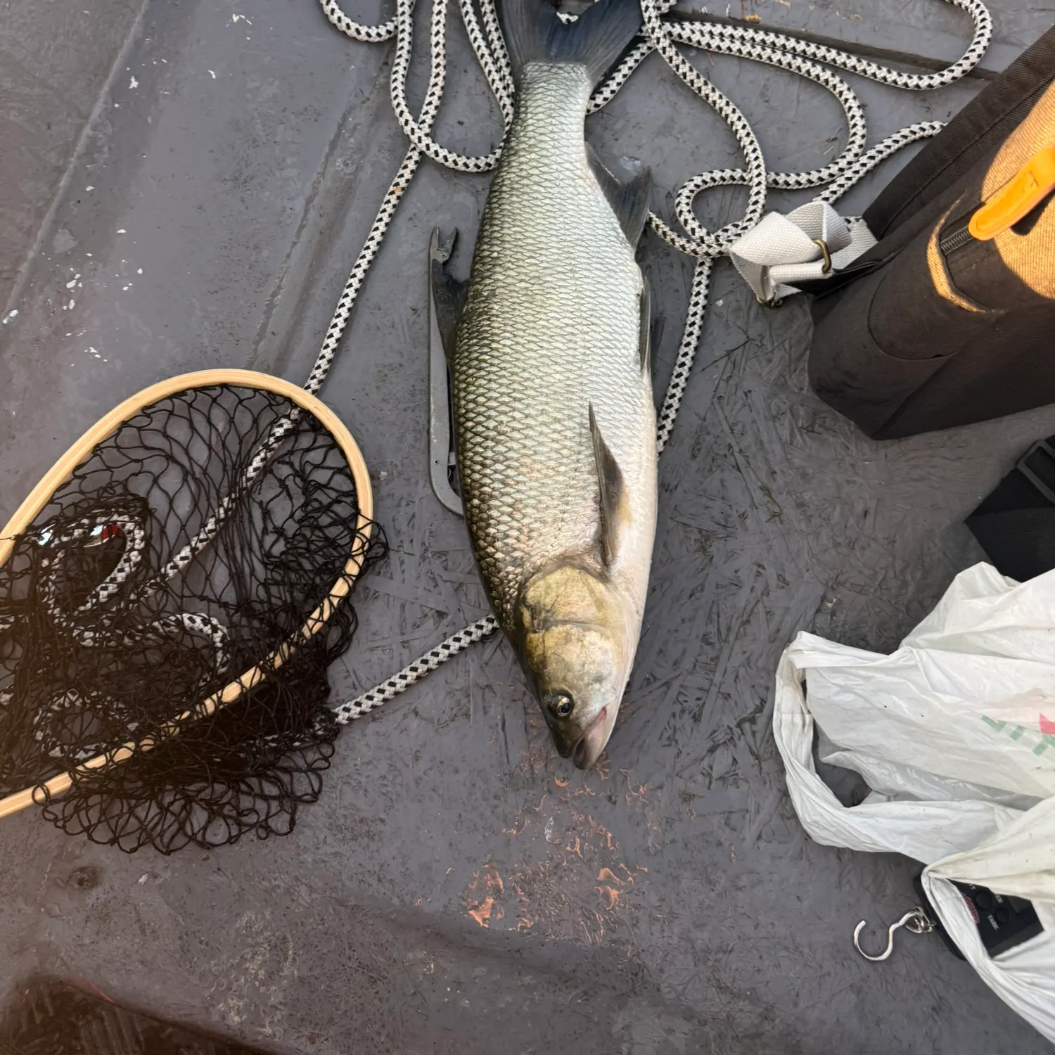 Fish caught on Fishbrain