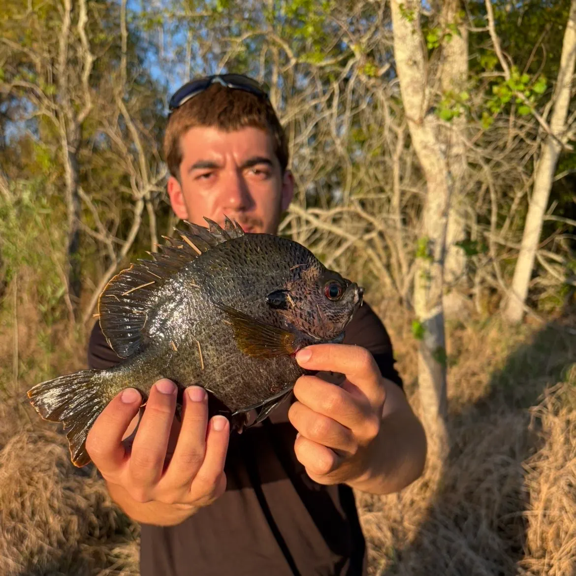 The most recent Spotted sunfish catches on Fishbrain