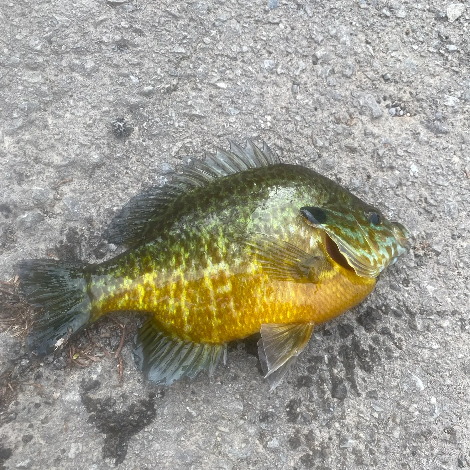Pumpkingill hybrid caught on Fishbrain