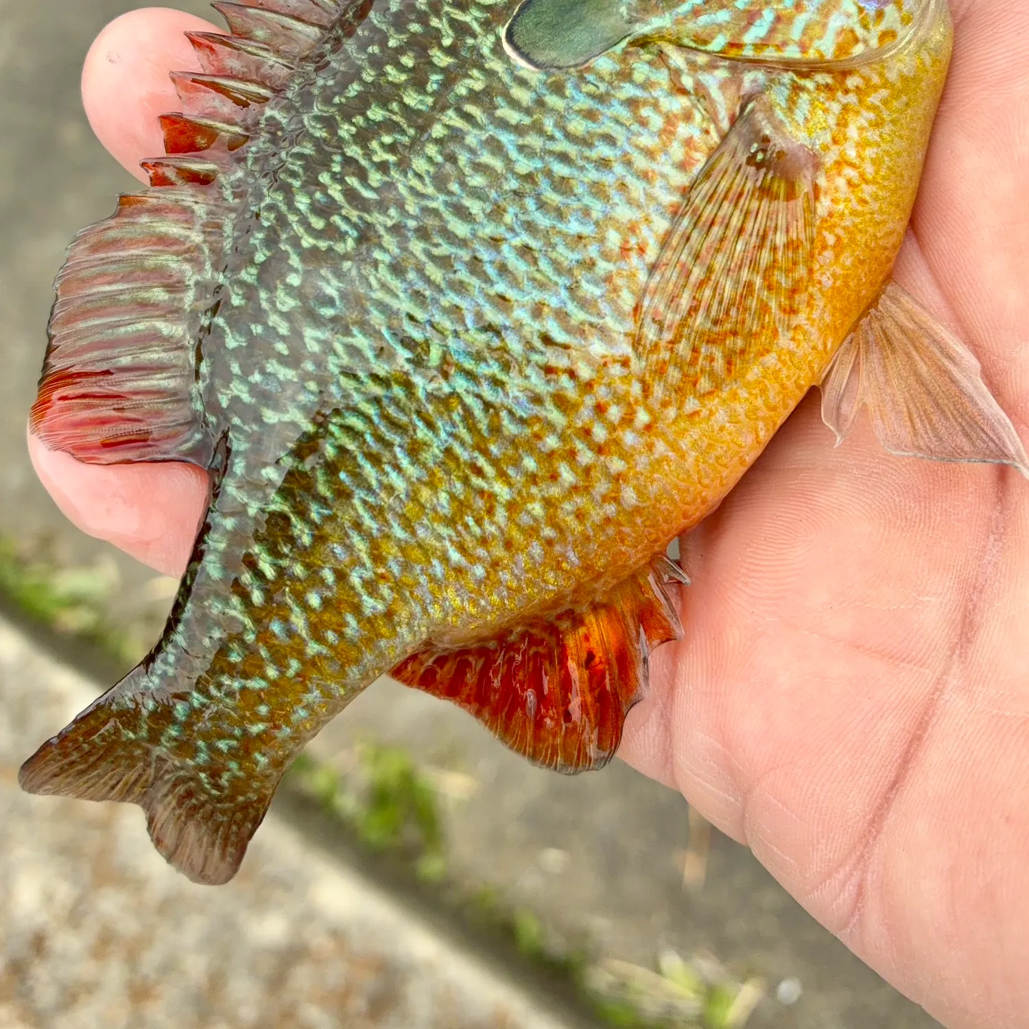 The most recent Longear sunfish catches on Fishbrain
