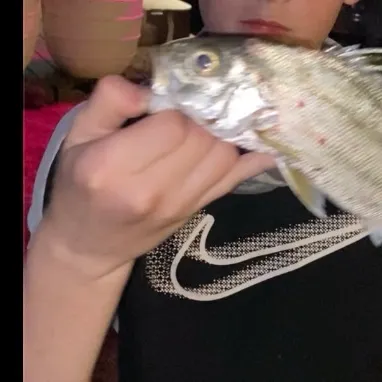 Jarbua terapon caught on Fishbrain