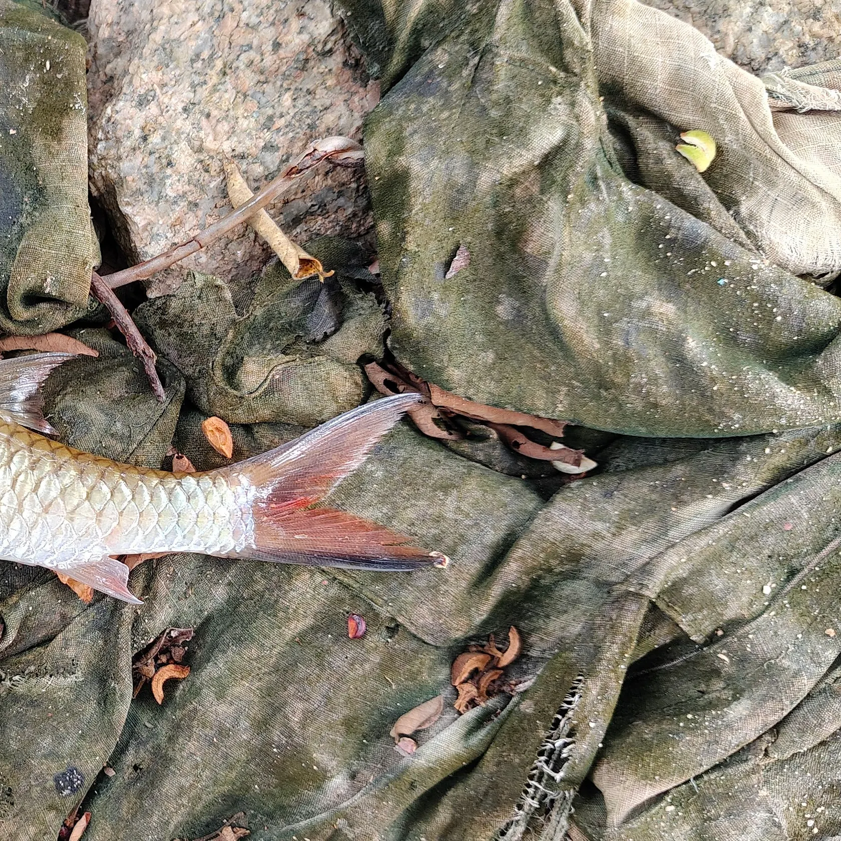 The most recent Hampala barb catches on Fishbrain