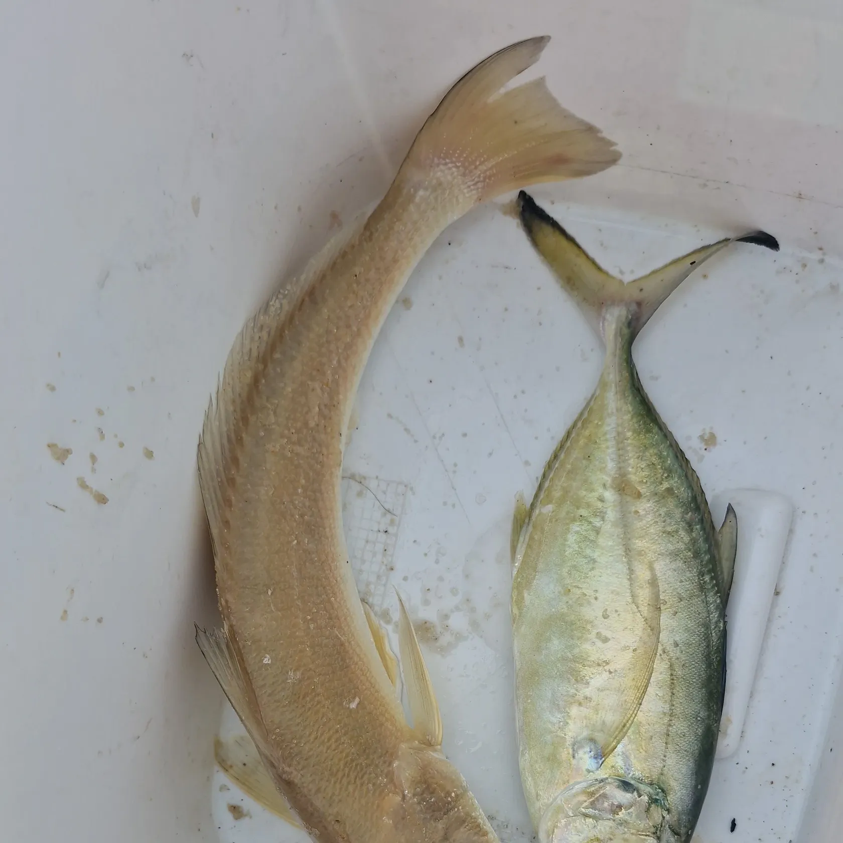 Fish caught on Fishbrain