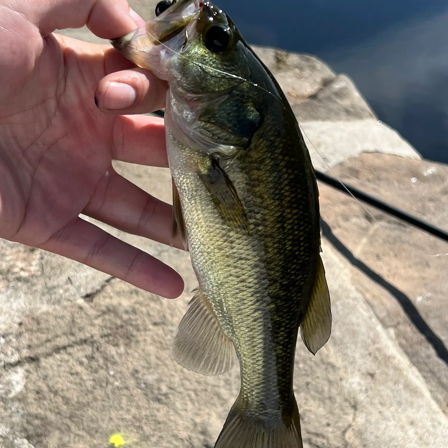 Largemouth bass caught on Fishbrain