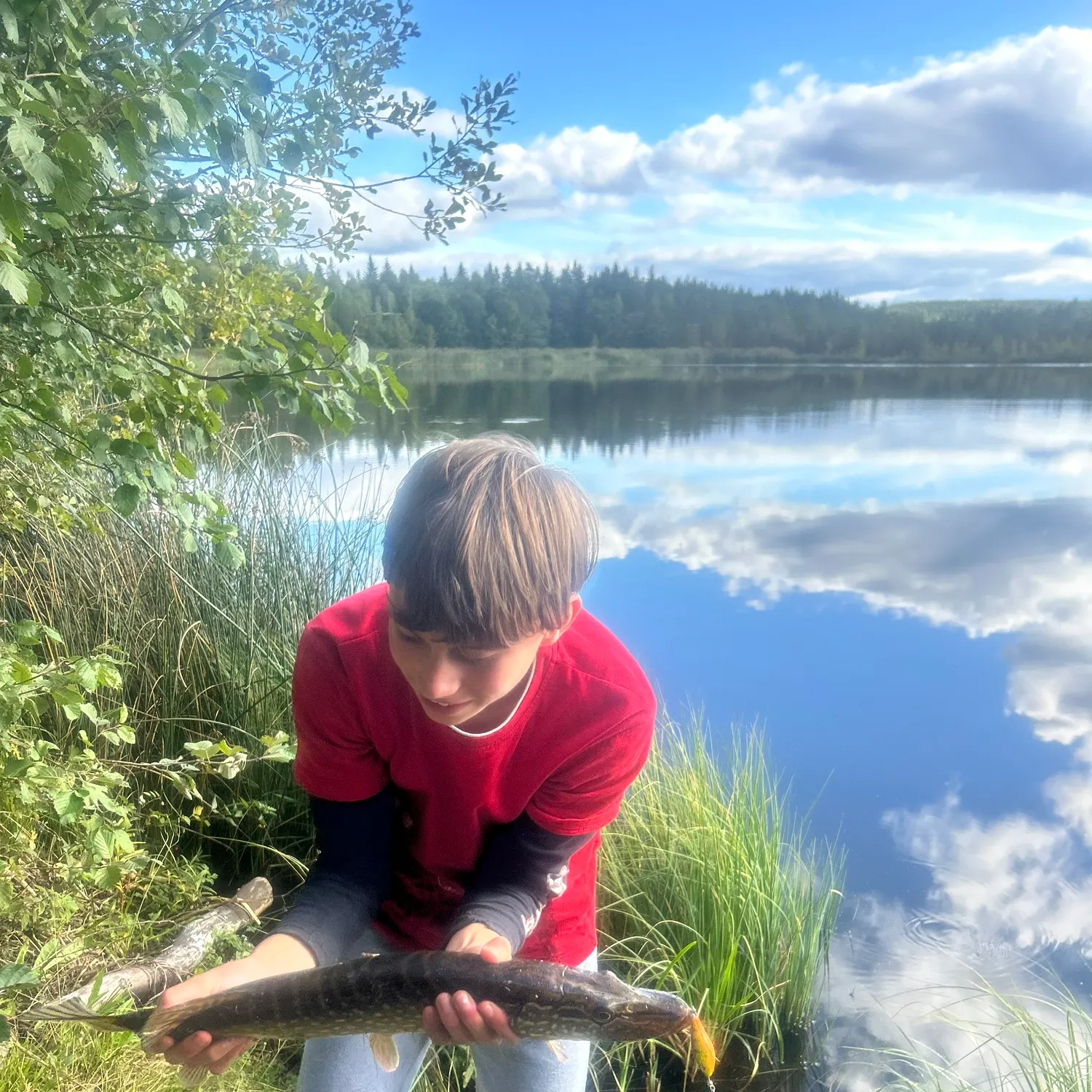 Northern pike caught on Fishbrain