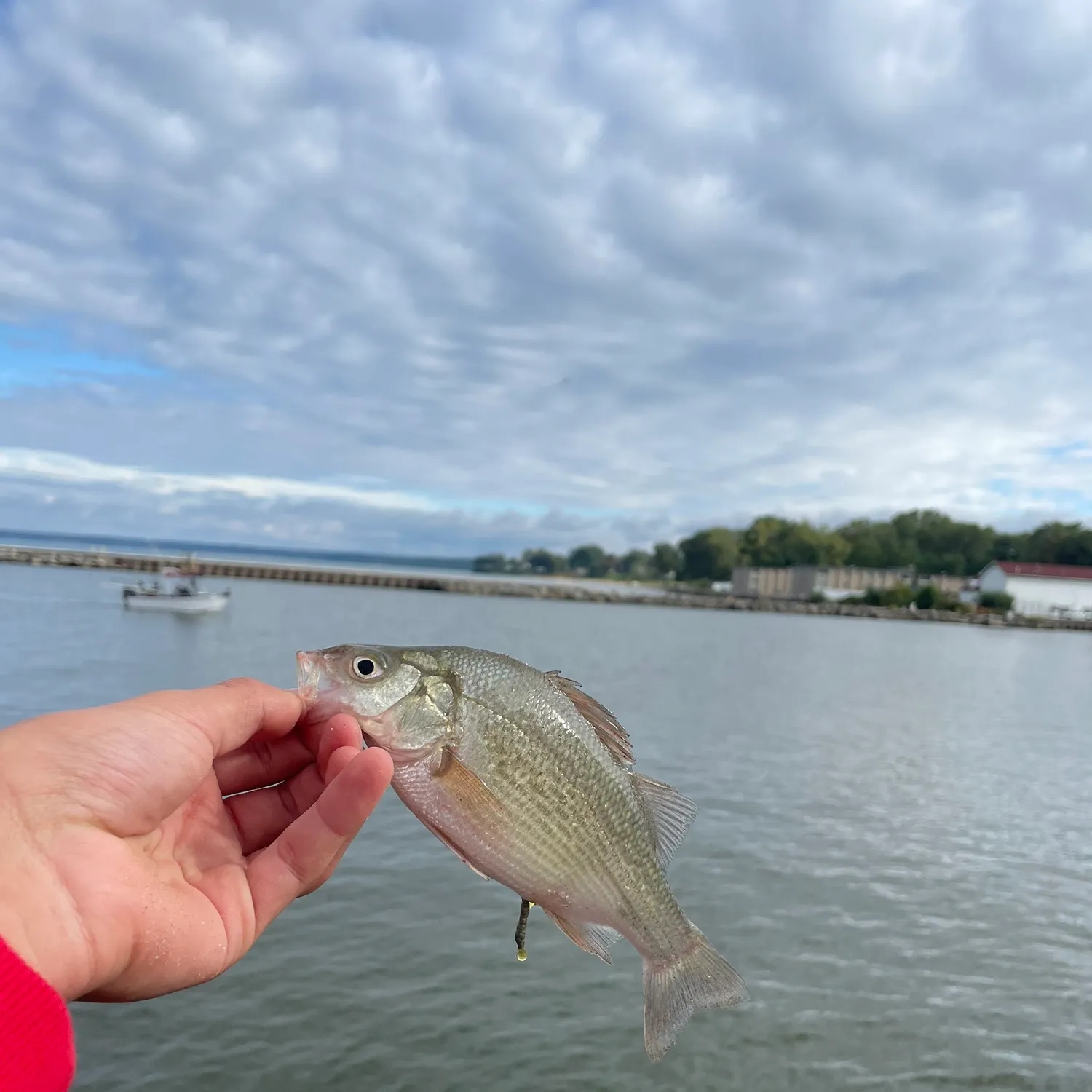 White perch caught on Fishbrain