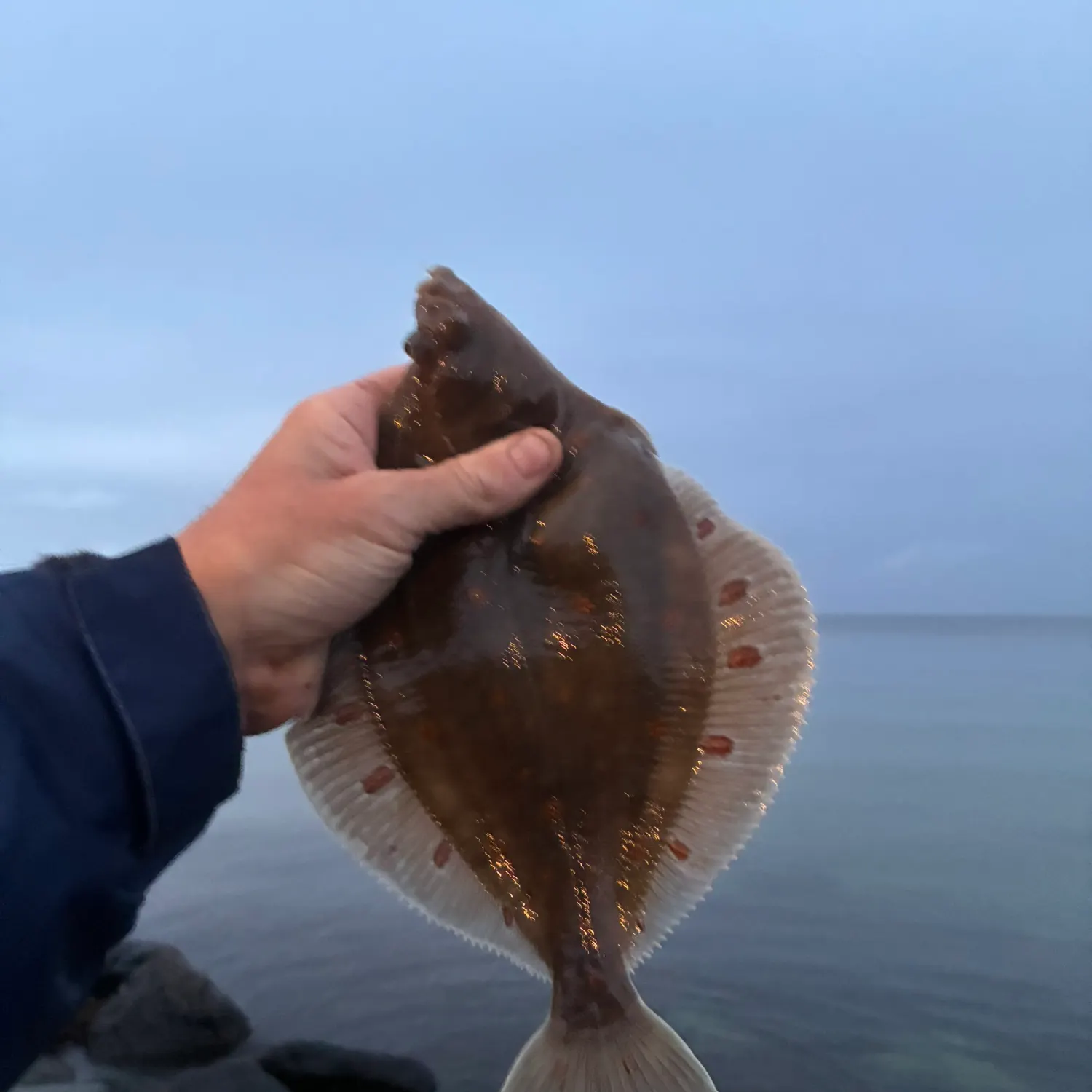 The most recent European plaice catches on Fishbrain