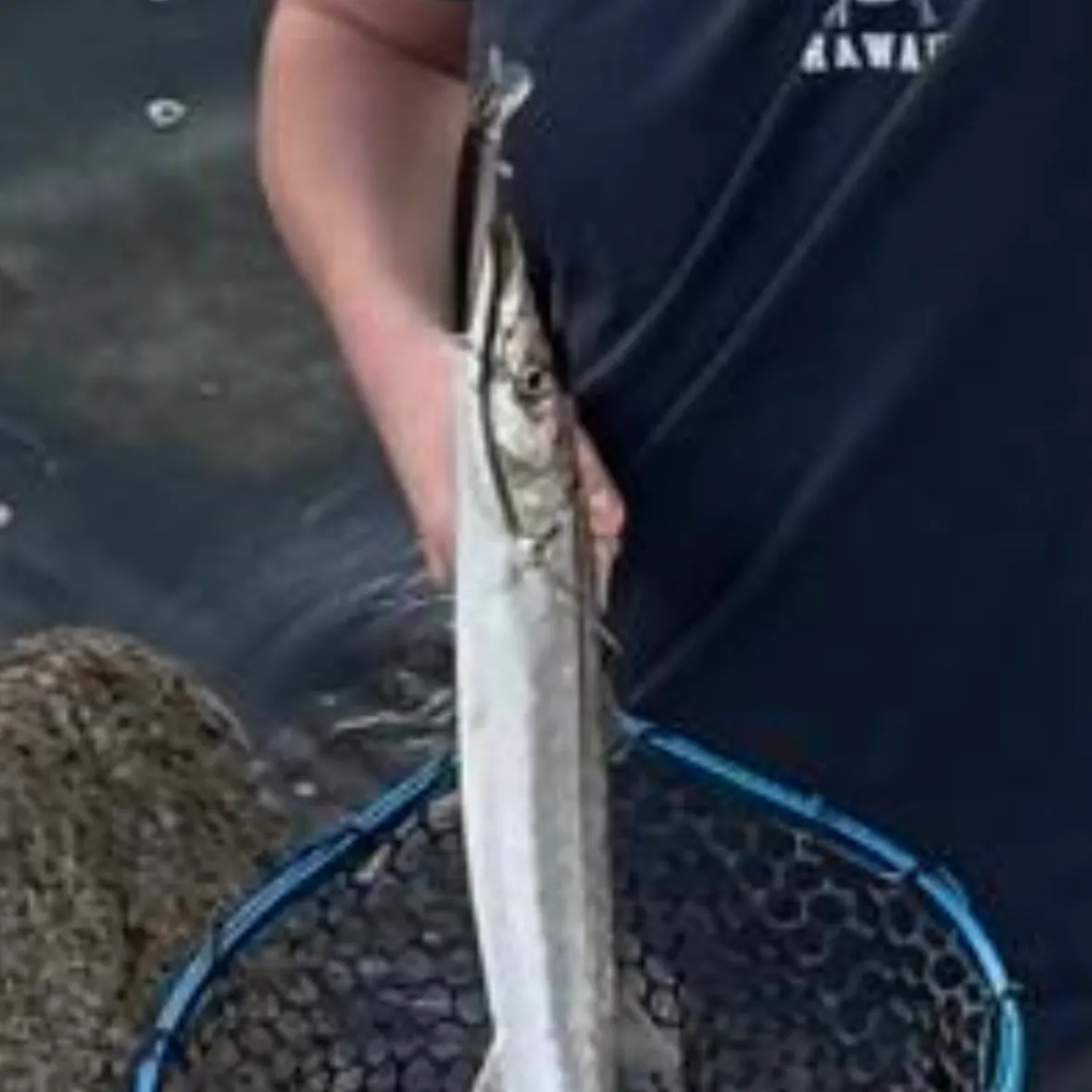 The most recent Pacific barracuda catches on Fishbrain