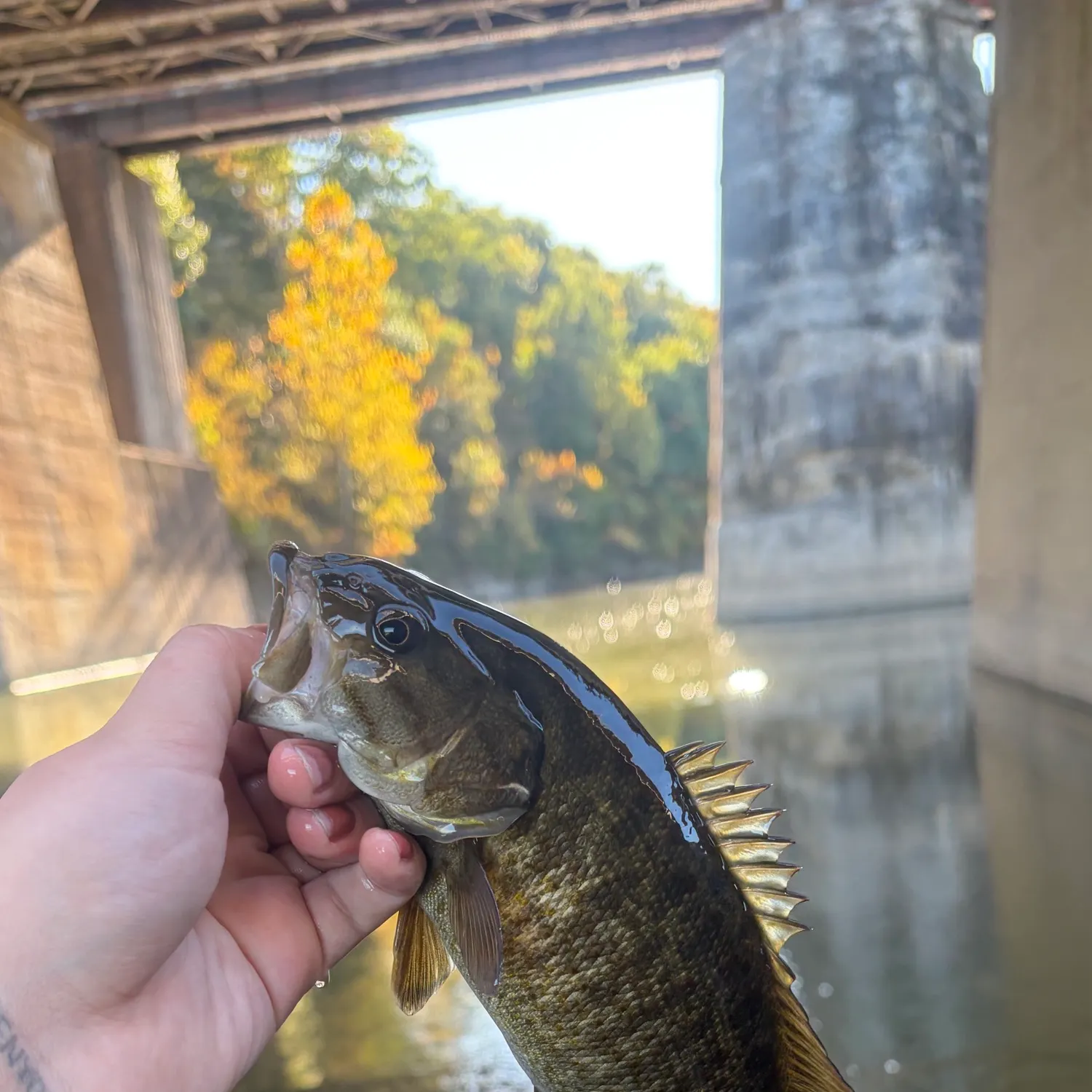 Smallmouth bass caught on Fishbrain