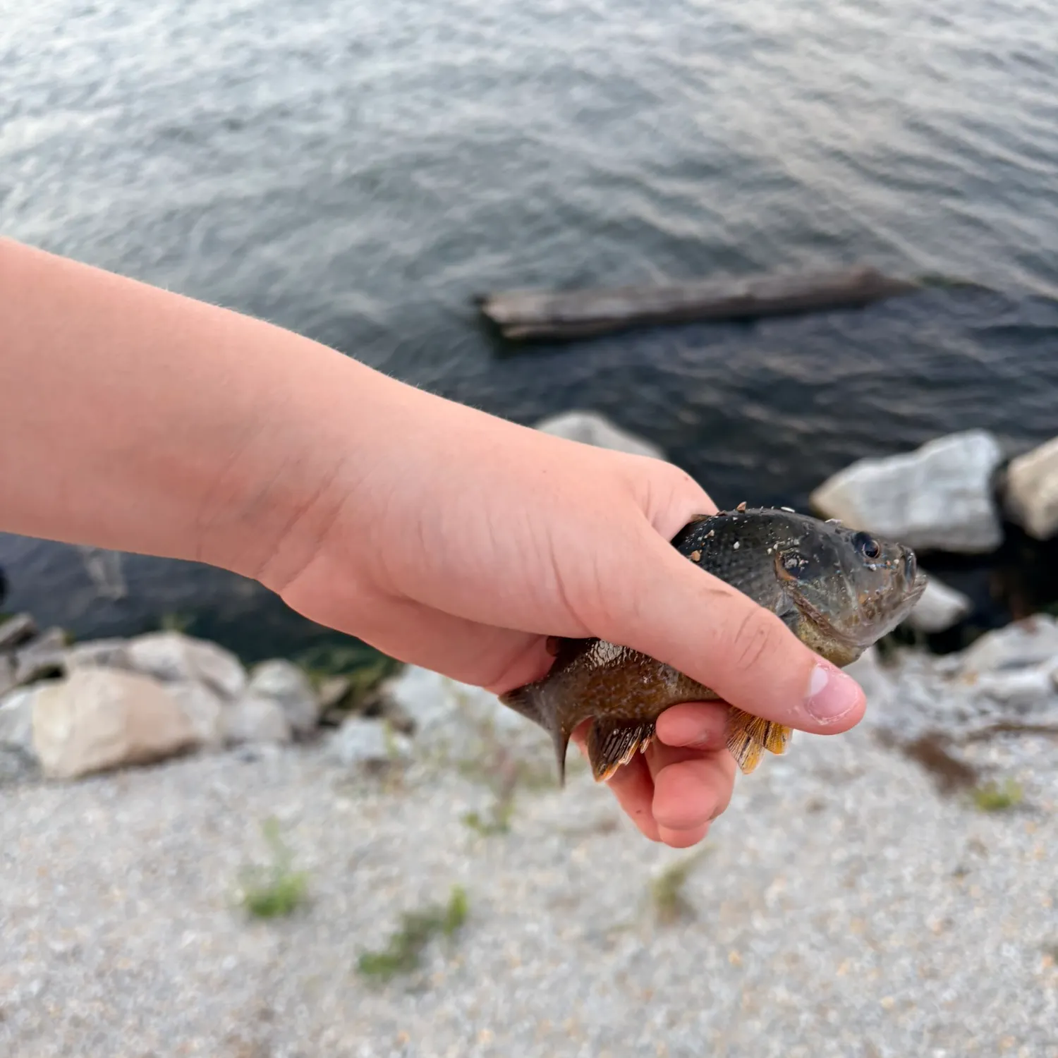 Green sunfish caught on Fishbrain
