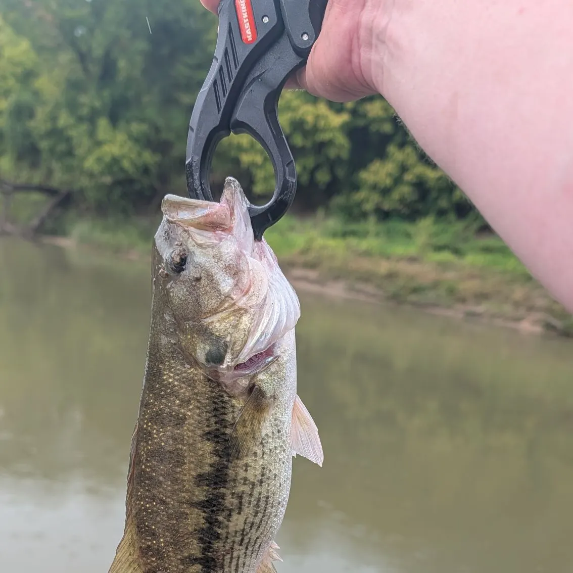 Spotted bass caught on Fishbrain