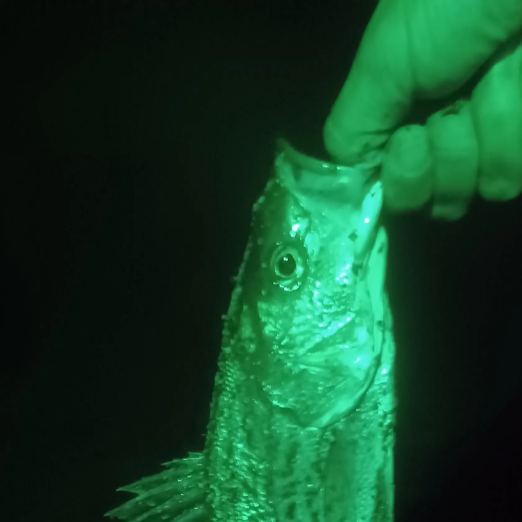 Wiper caught on Fishbrain