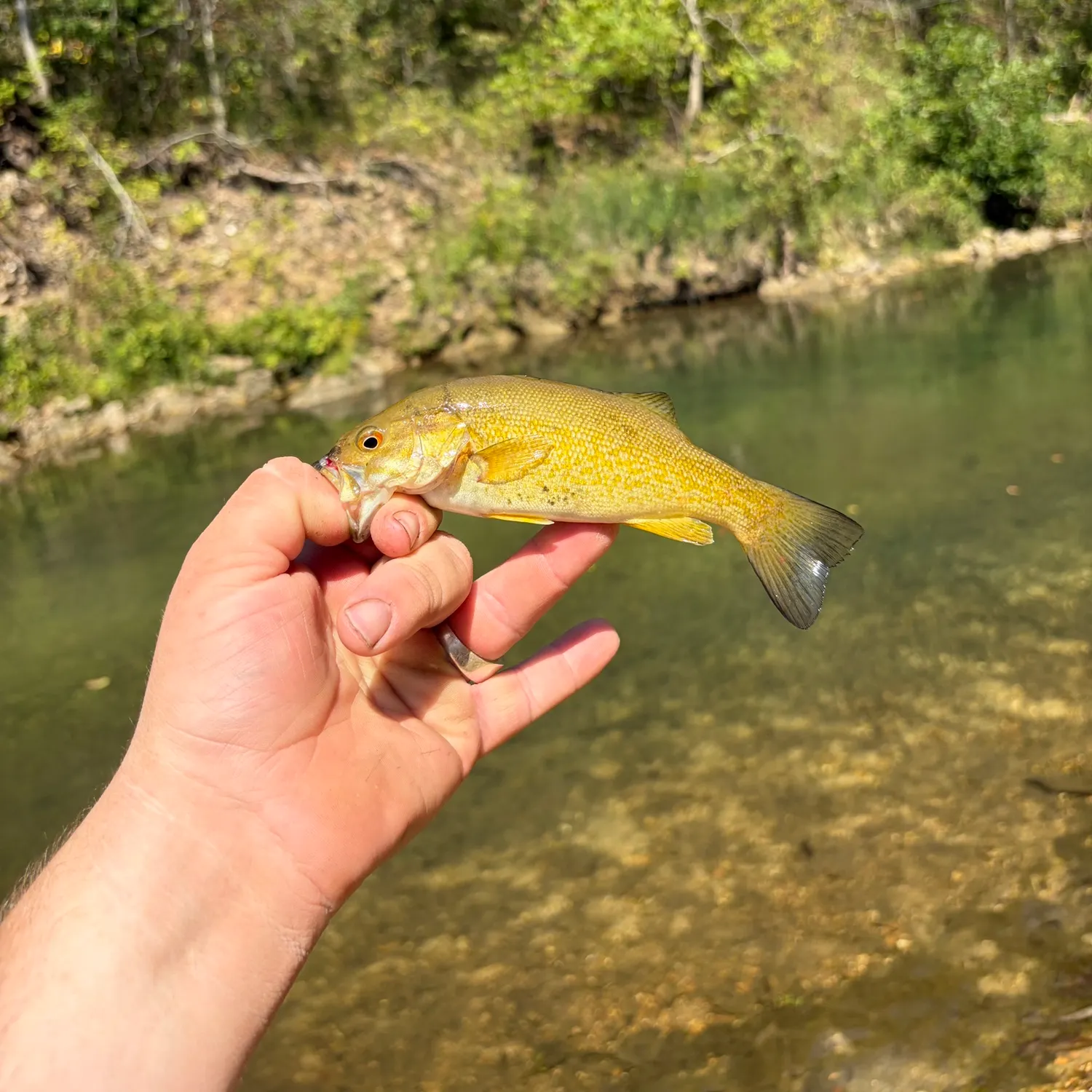 Smallmouth bass caught on Fishbrain