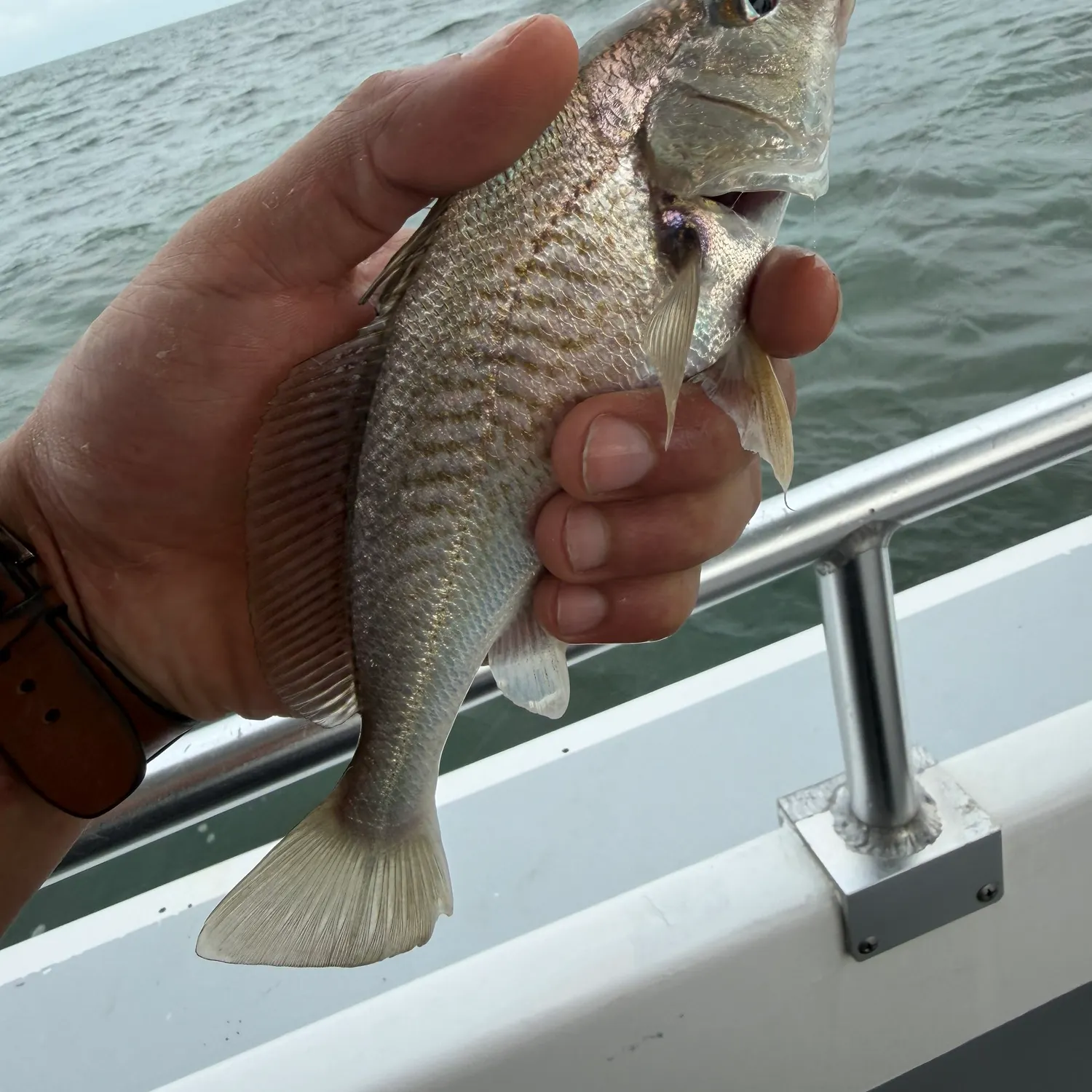 Atlantic croaker caught on Fishbrain